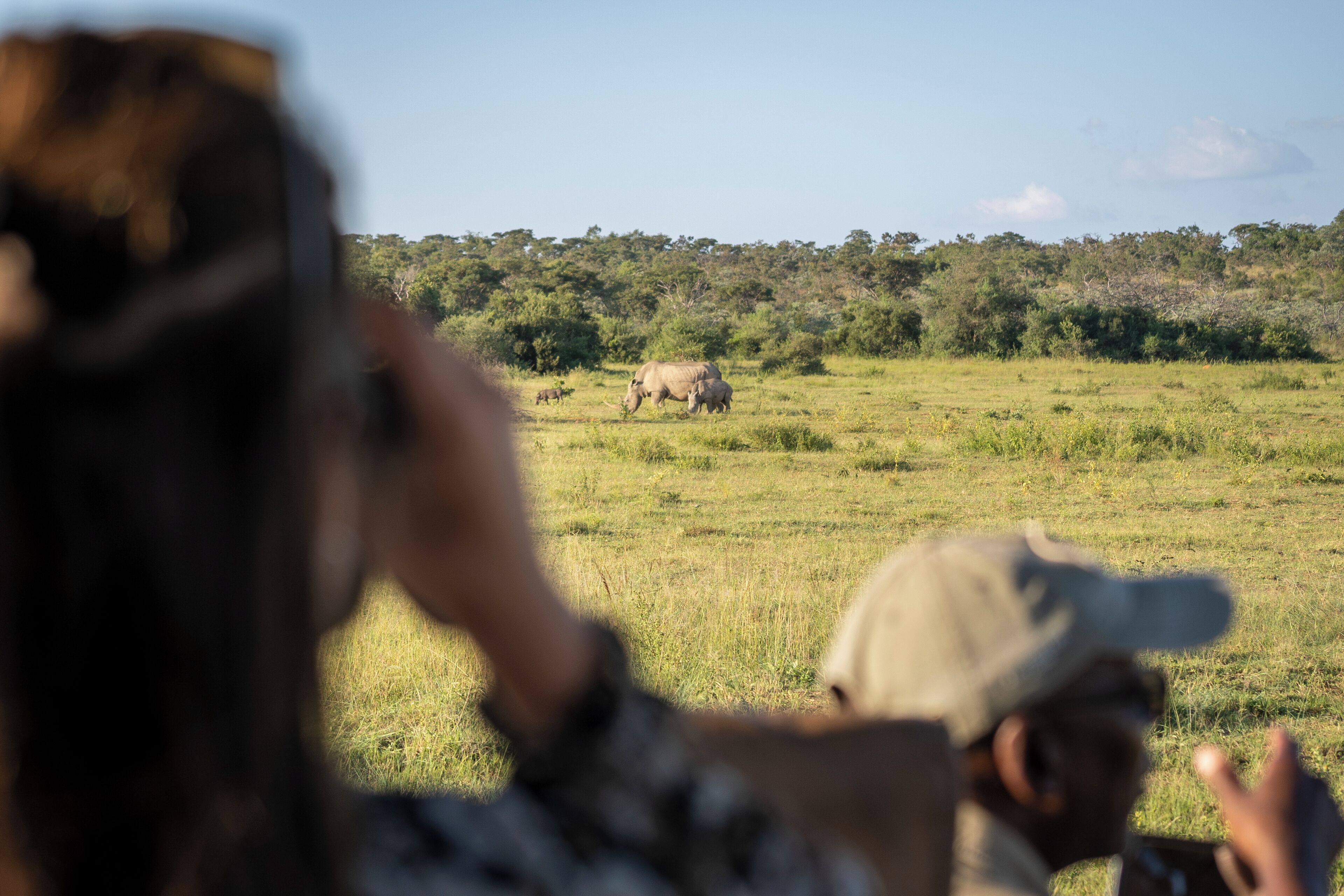 A person taking a photo of a rhinoceros in a grassy field with trees in the background.