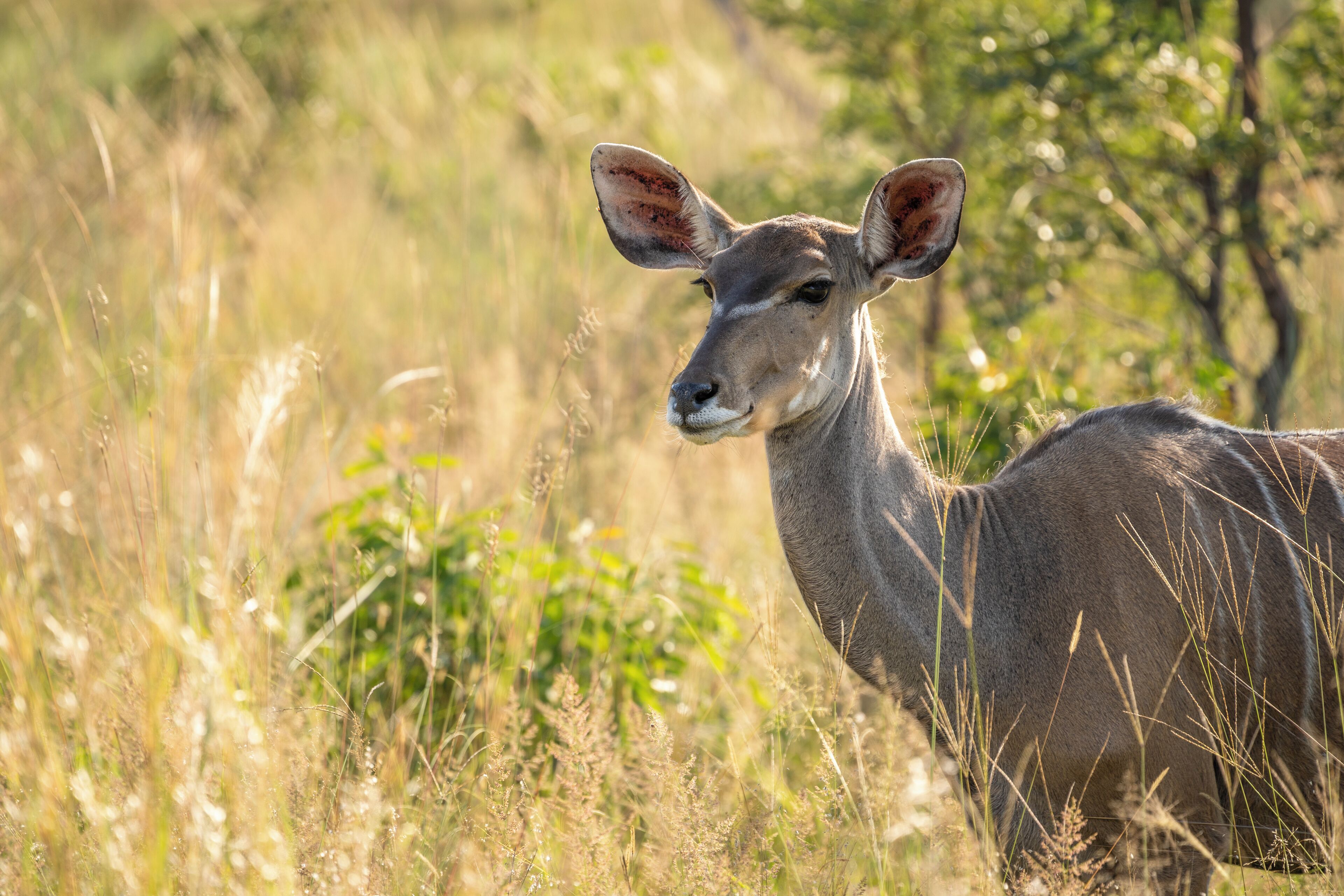 Un cerf dans un environnement naturel, avec de l’herbe haute et des arbres.
