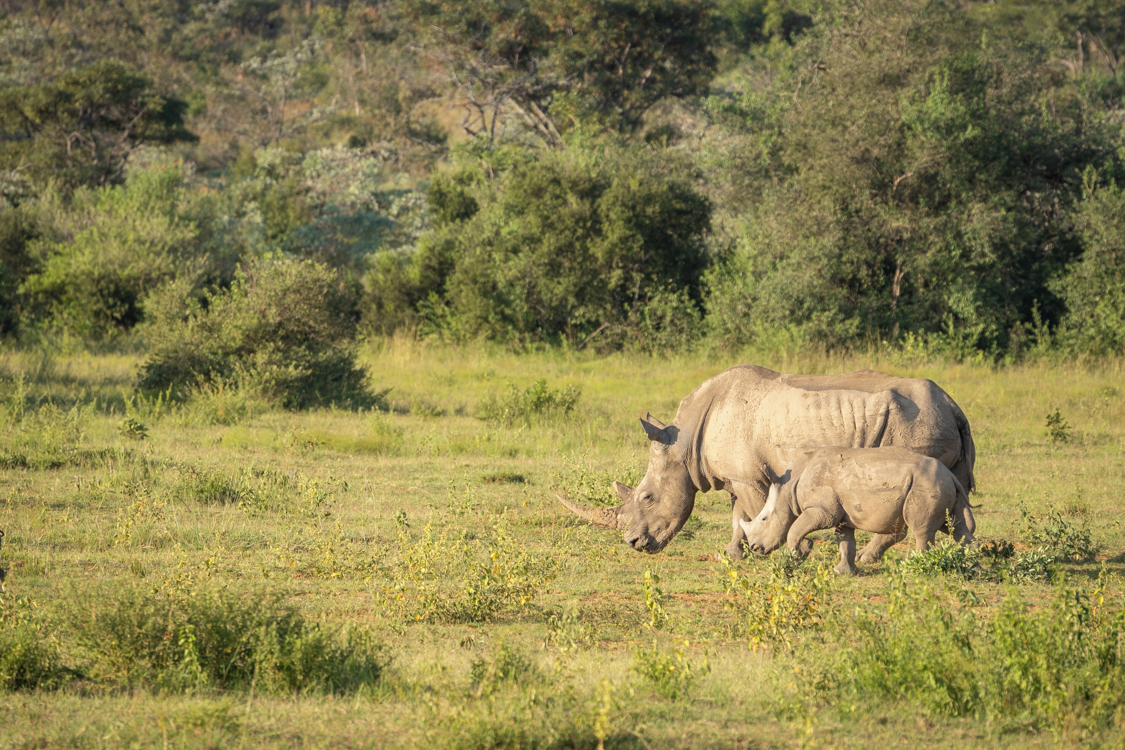 A field with two rhinos grazing.