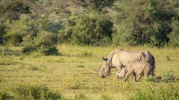 A field with two rhinos grazing.