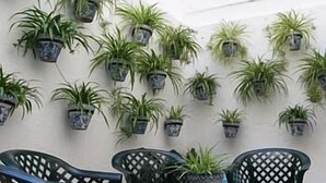 Una habitación con varias plantas en macetas sobre la pared, una mesa y dos sillas.