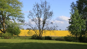 Et mark med gul afgrøde, træer og en klar himmel.