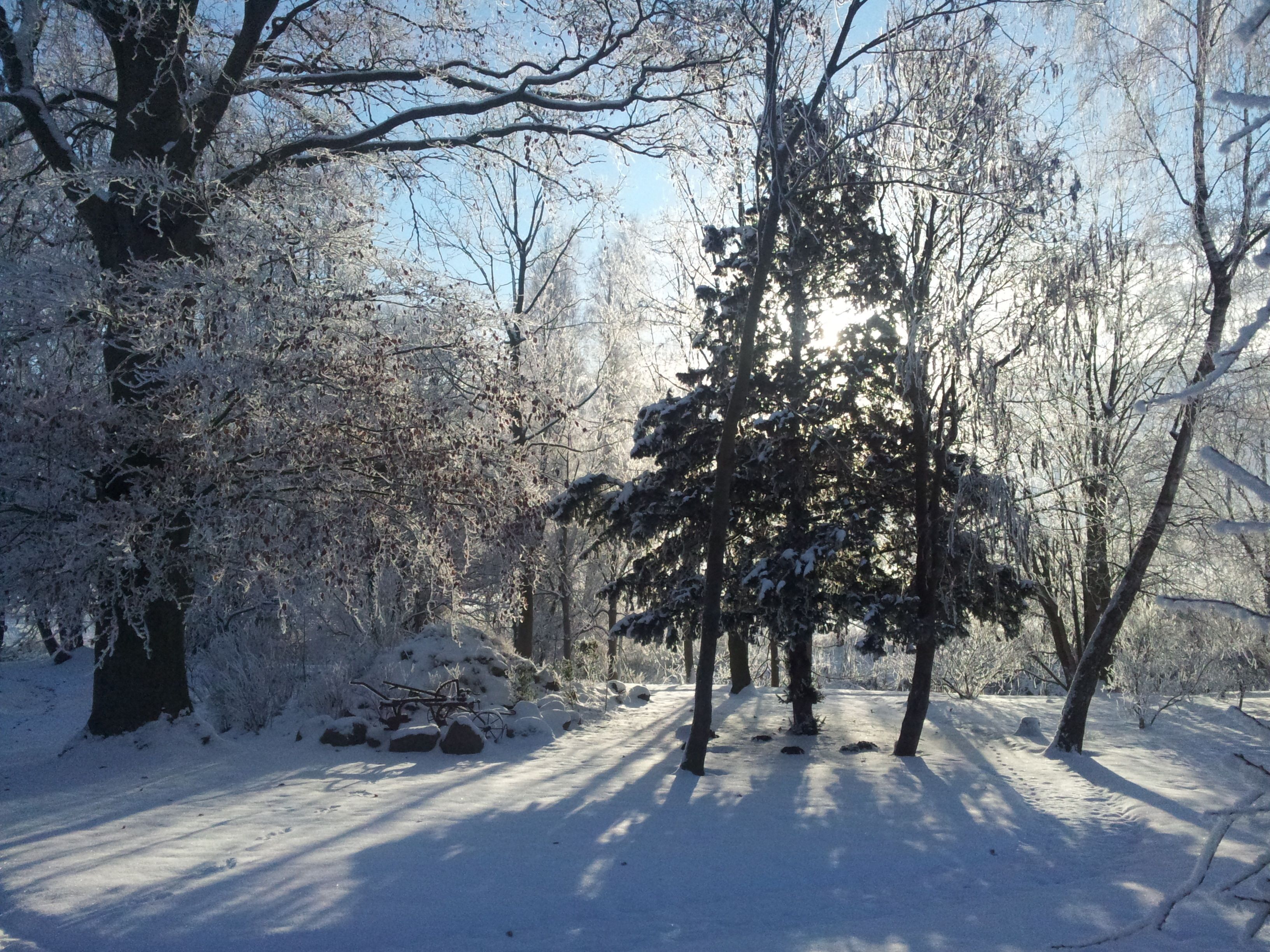 Ein verschneiter Waldweg mit Bäumen und einer Bank.