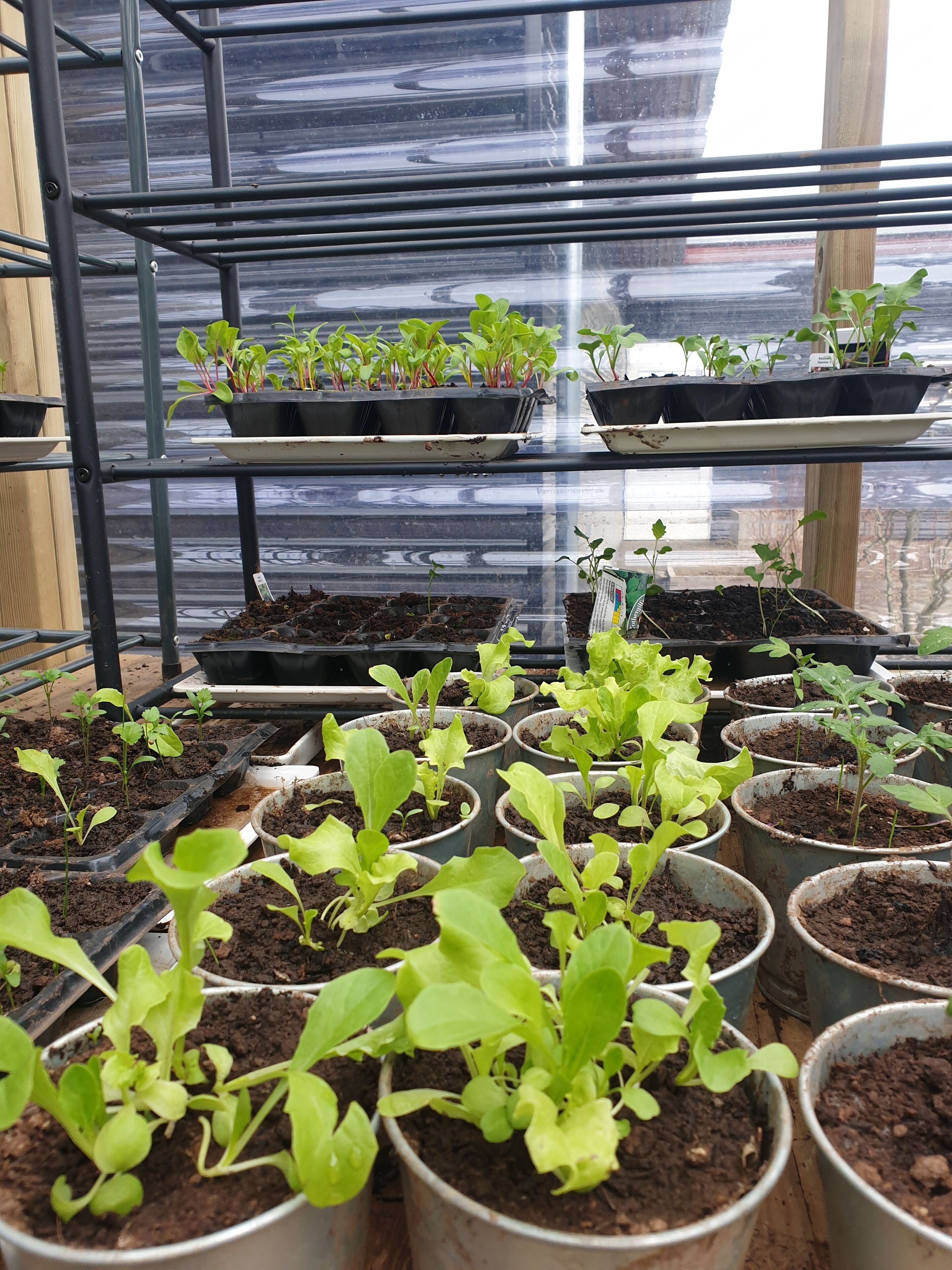 Un invernadero con varias filas de plantas en macetas sobre estantes y mesas.