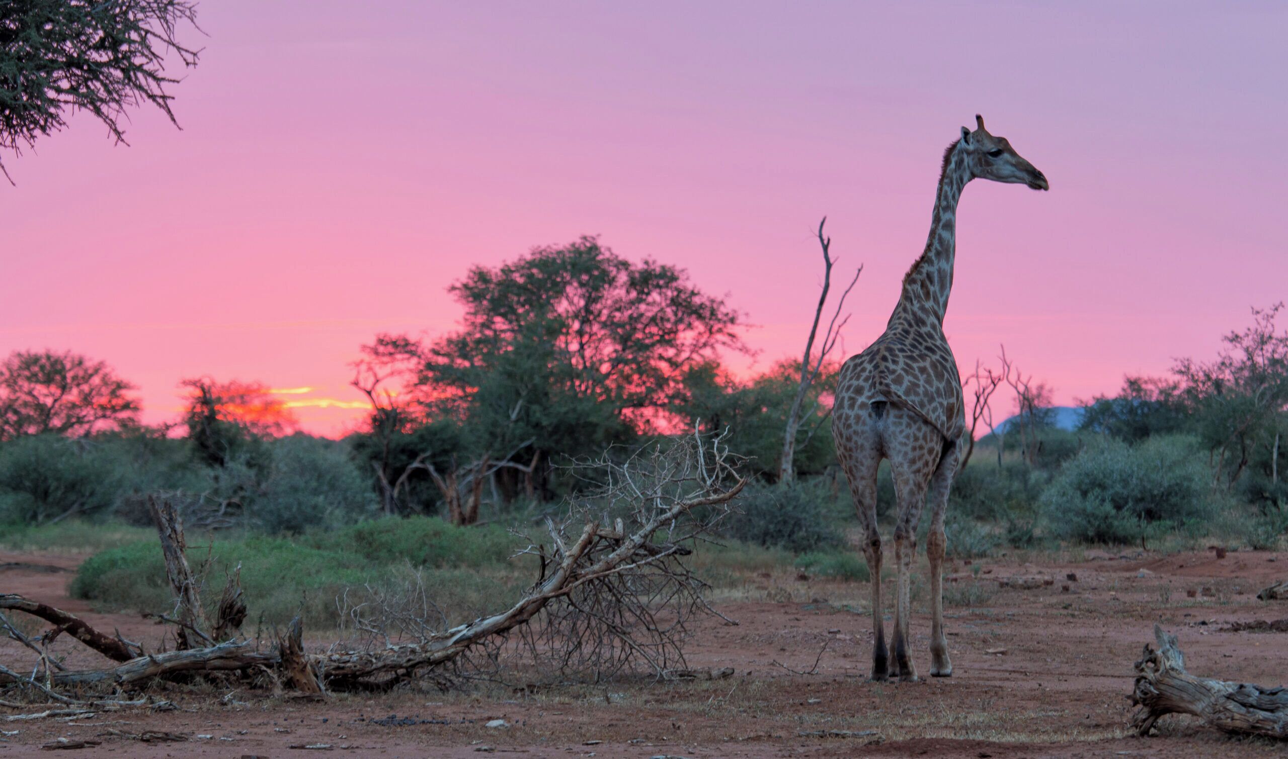 Una jirafa de pie en un paisaje natural con árboles y un atardecer de fondo.