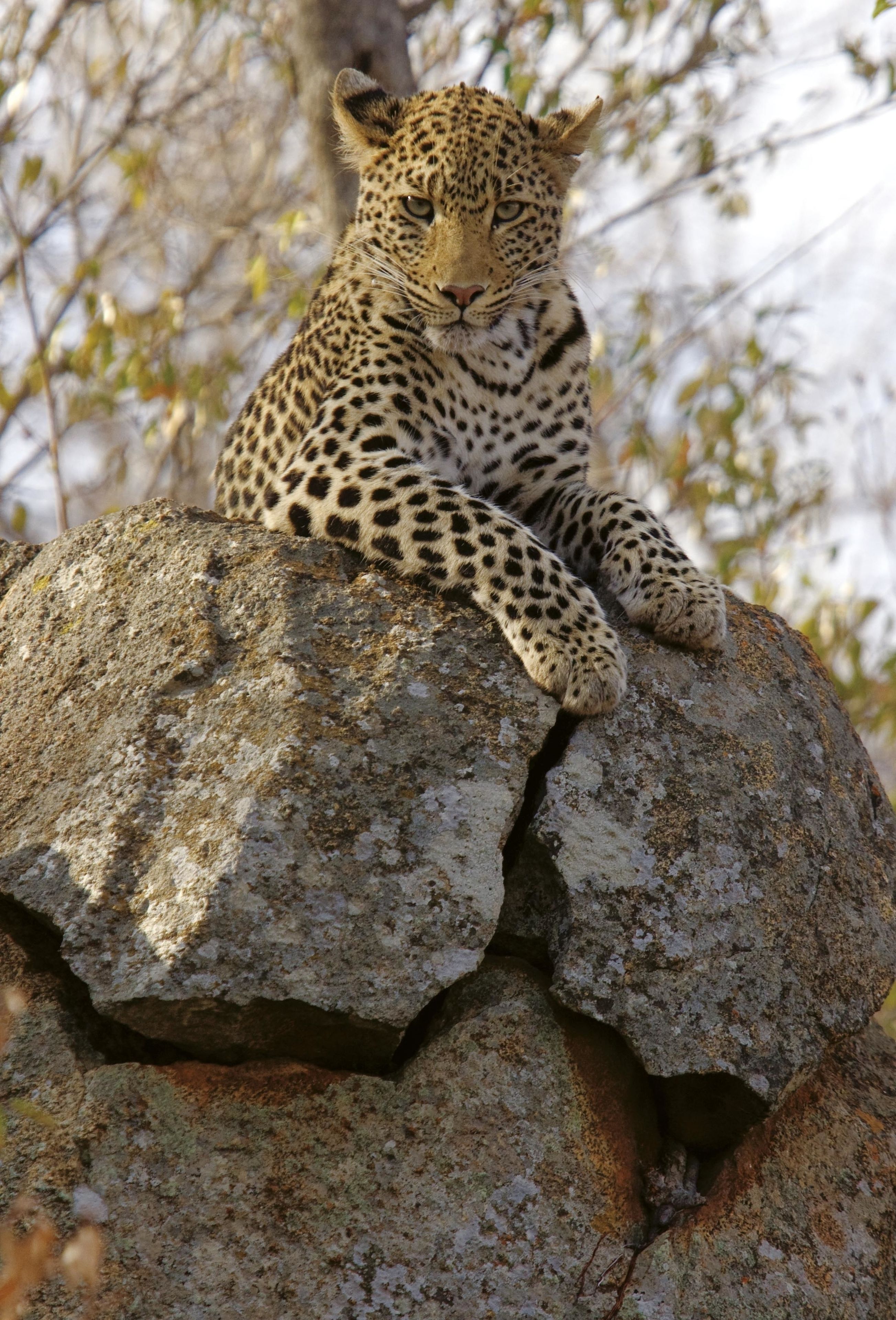 A leopard resting on a rock.