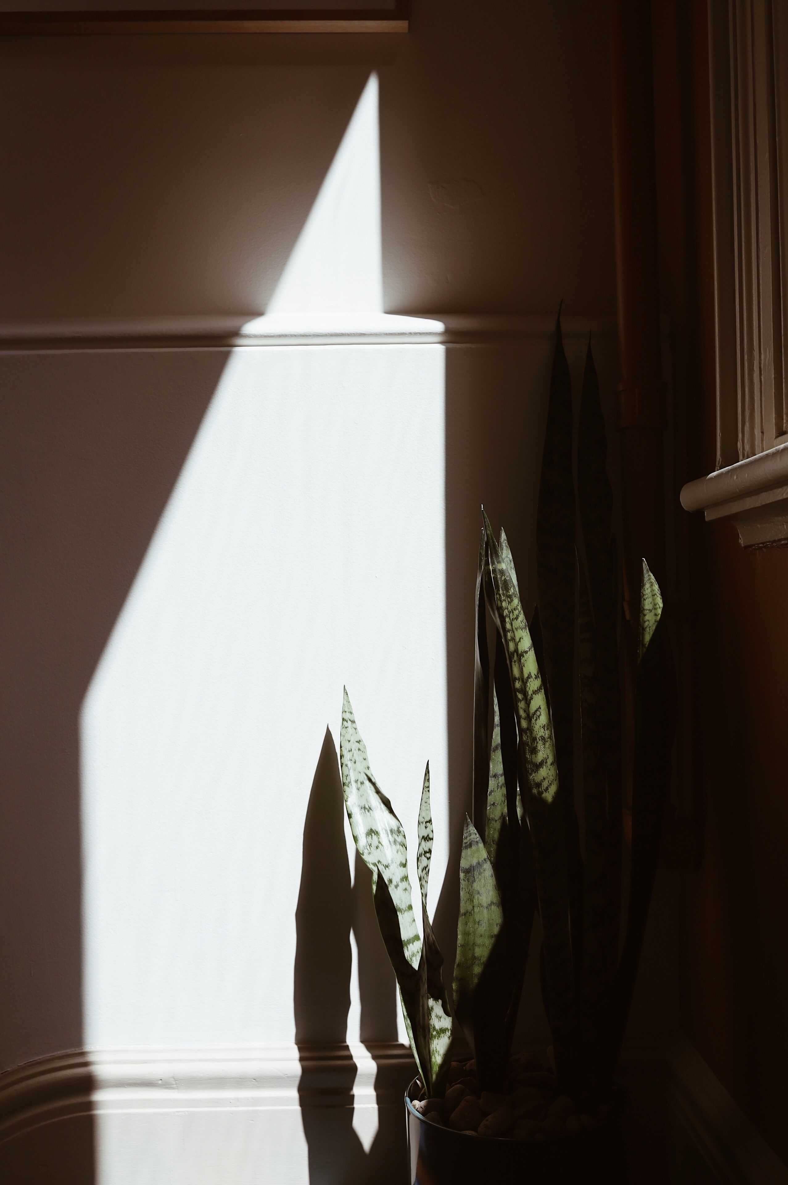 Una planta en maceta en una esquina, con la luz del sol proyectando sombras en la pared.