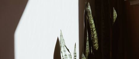Una planta en maceta en una esquina, con la luz del sol proyectando sombras en la pared.