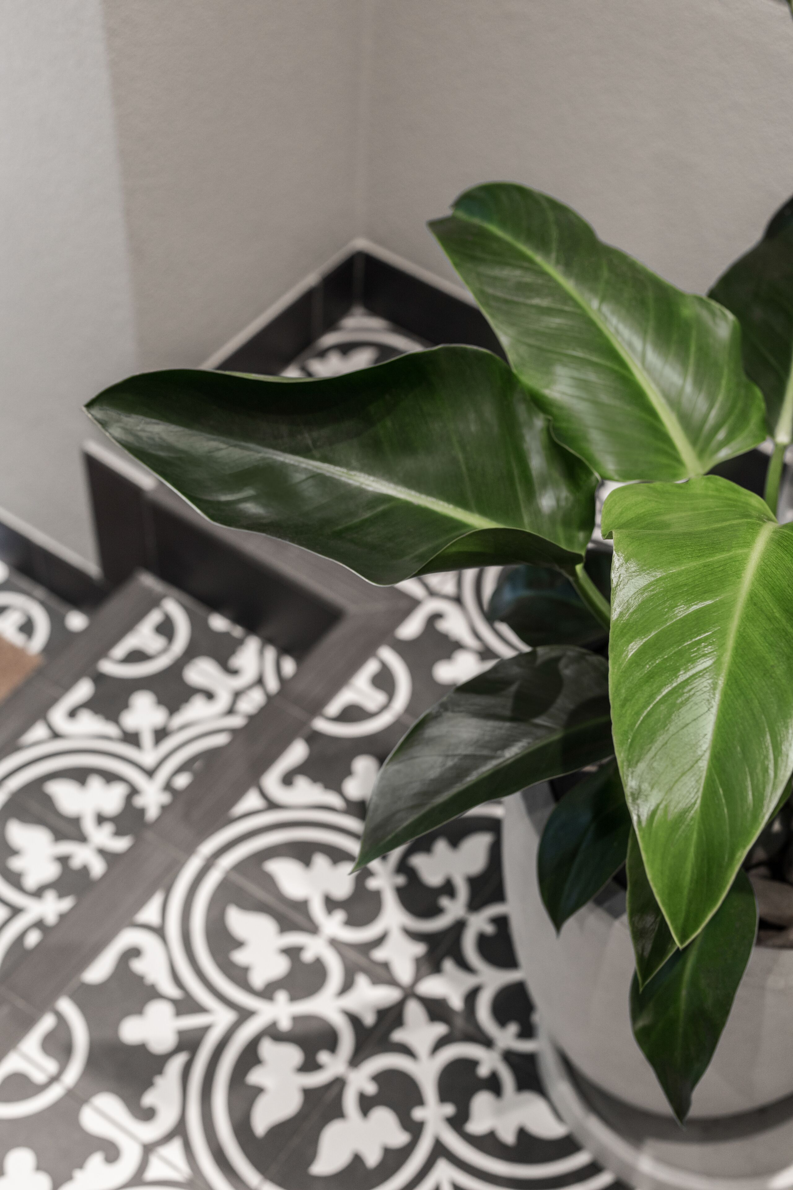 Una planta en maceta con hojas verdes y anchas sobre un suelo estampado.