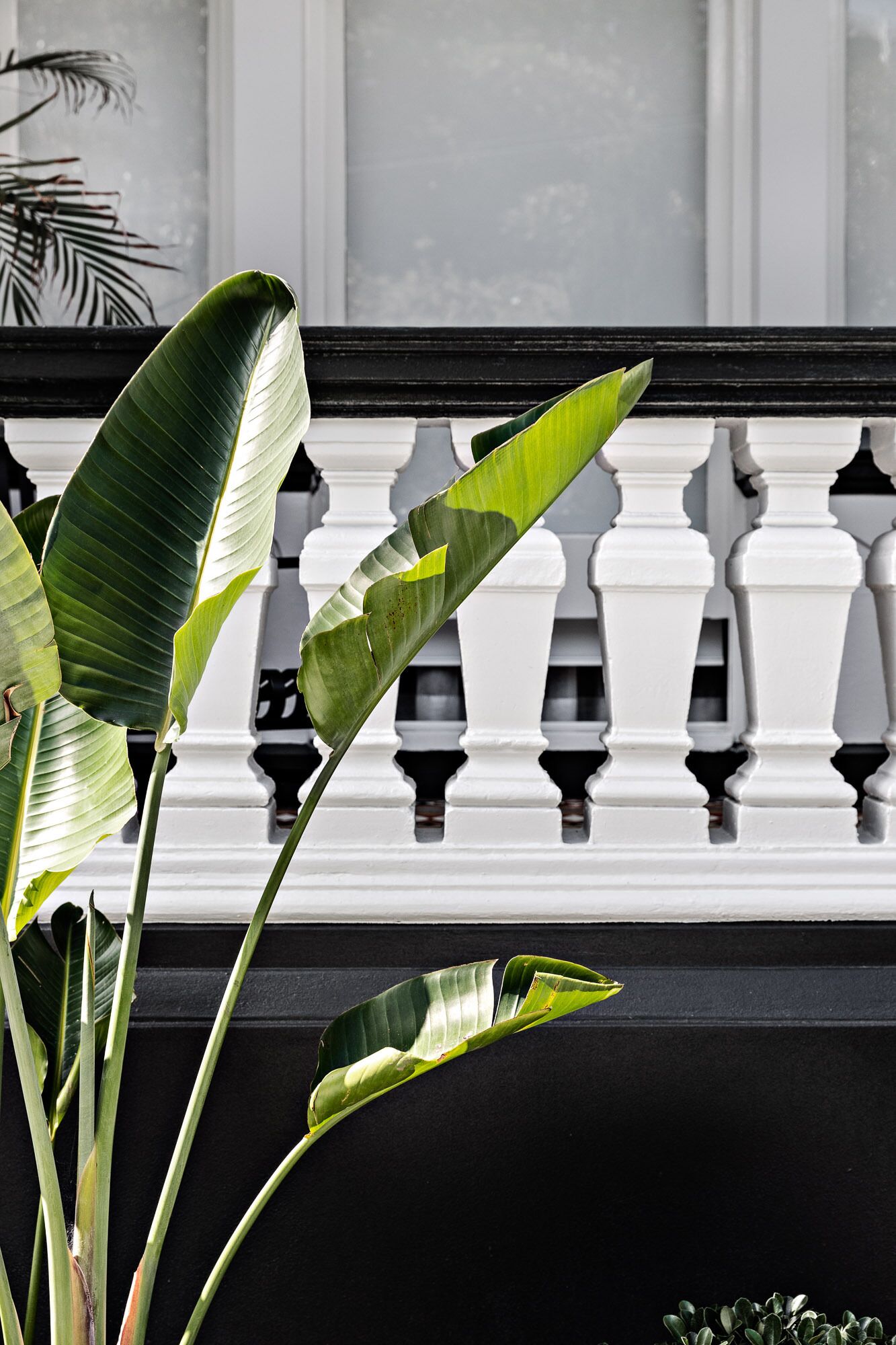 A balcony with white balustrades and large green leaves of a plant.