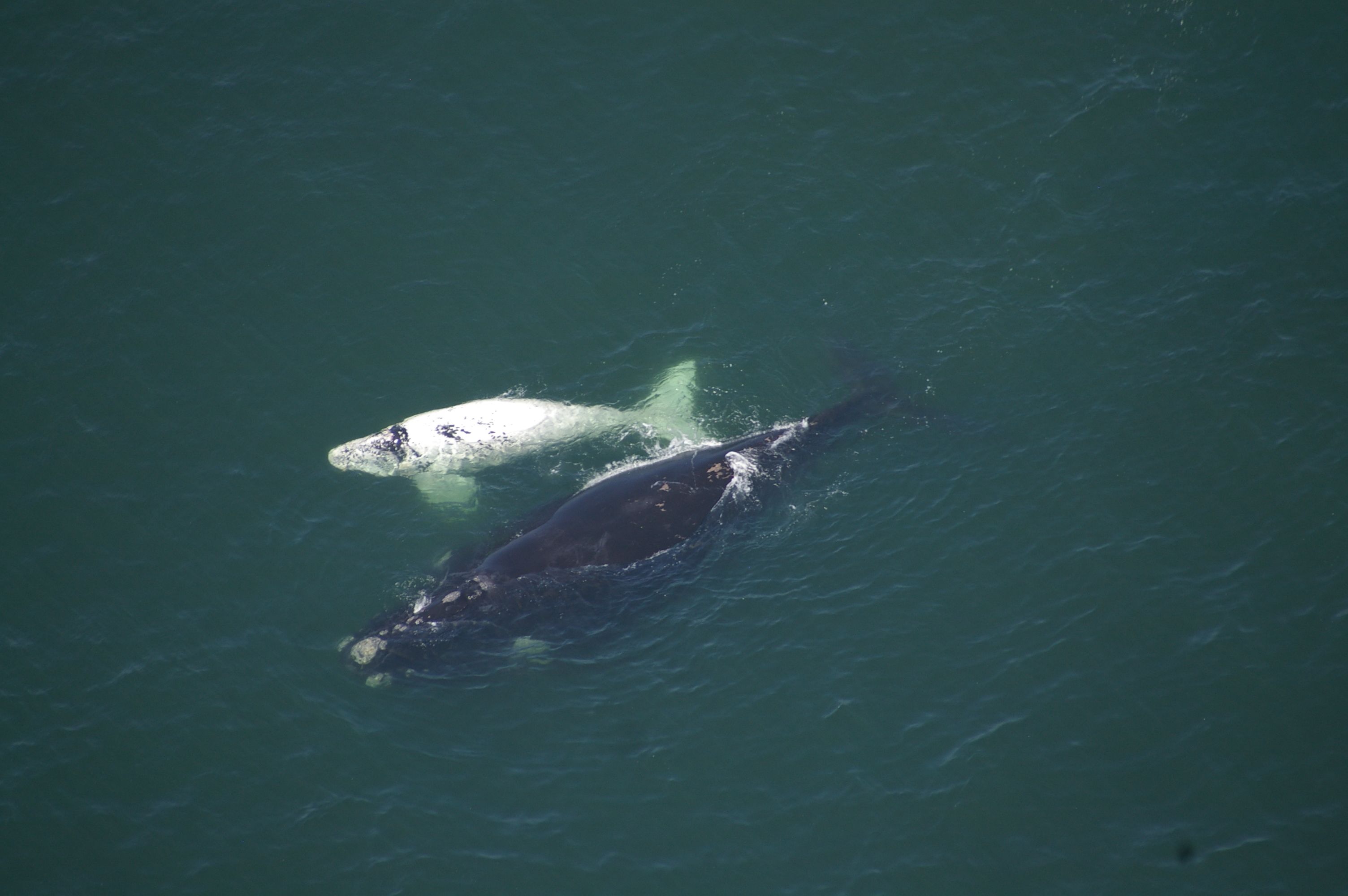 A whale swimming in the ocean.