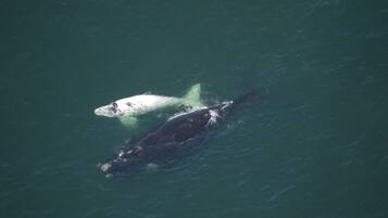 A whale swimming in the ocean.