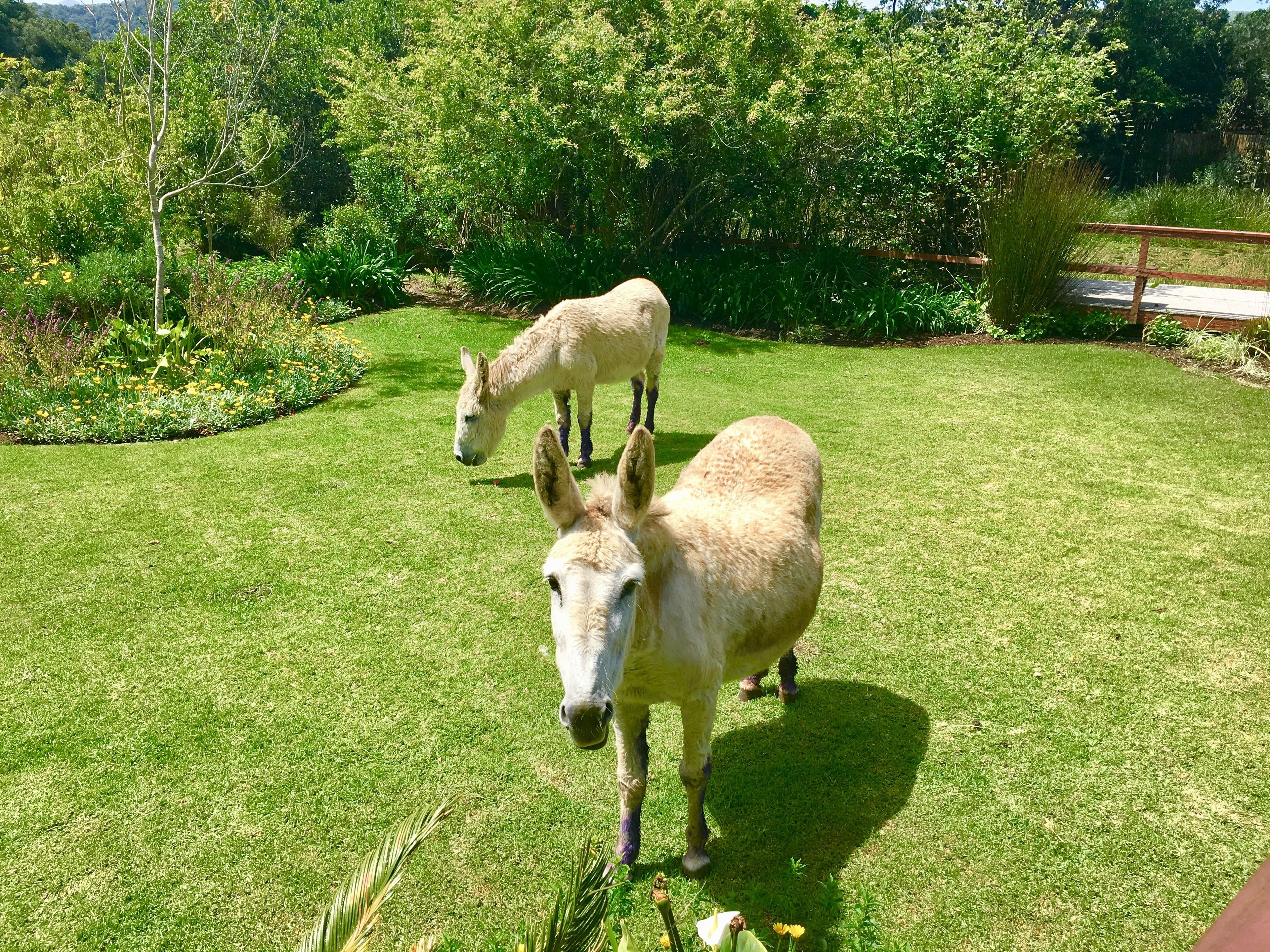 Un espacio al aire libre con césped y dos burros.