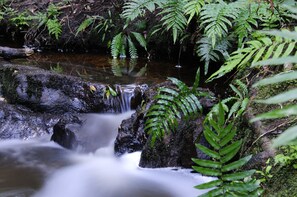 Exterior - Forest Edge (Knysna)