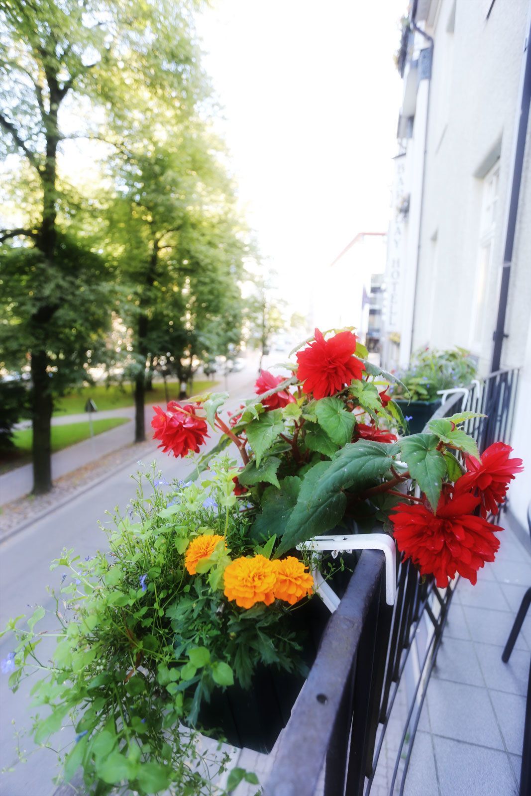 Un balcón con macetas de flores, un edificio blanco y una calle bordeada de árboles.