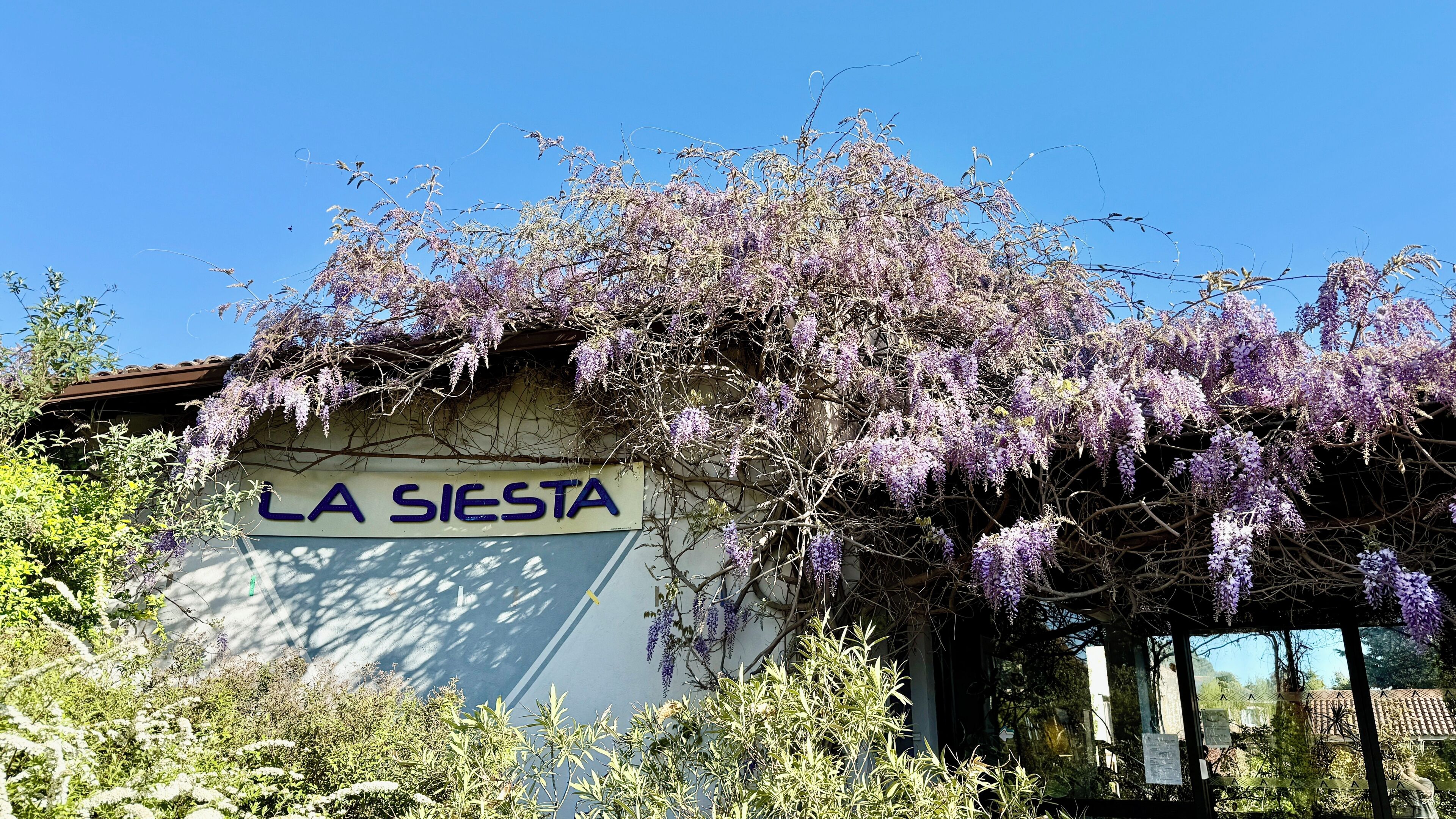 Un edificio con un letrero que dice 'LA SIESTA' y una enredadera de glicina cubriendo parte de la estructura.