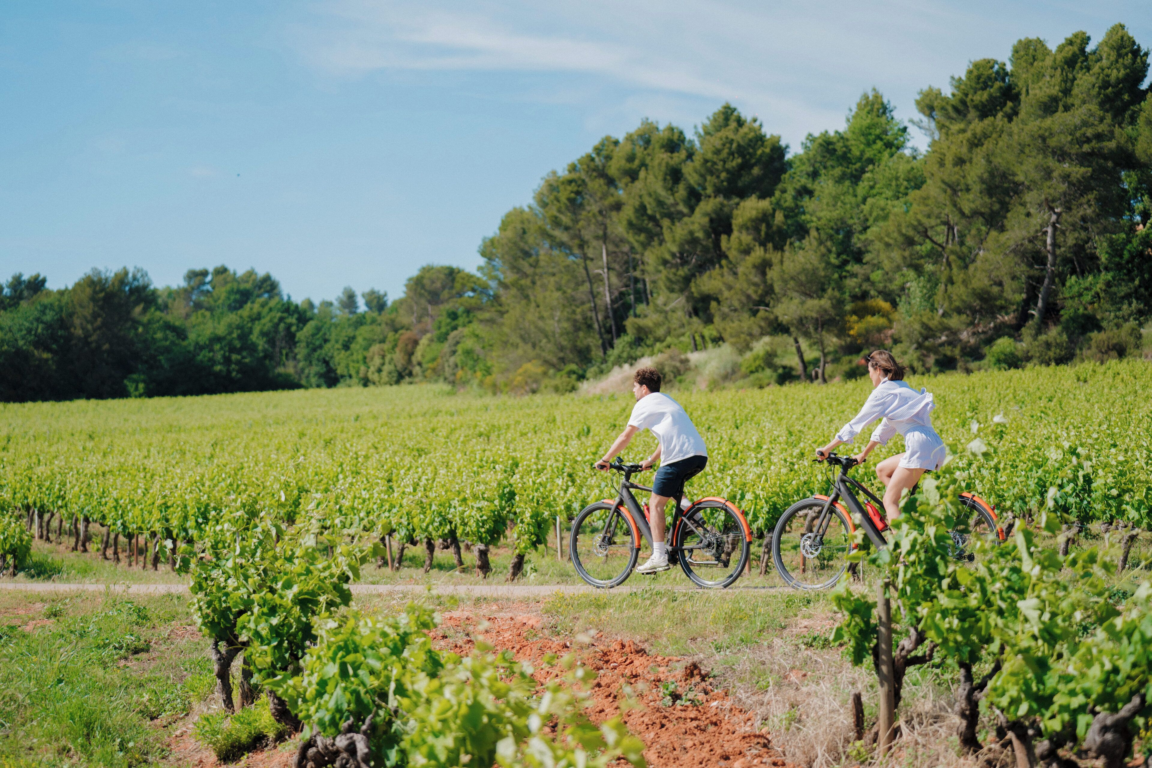 A vineyard with rows of grapevines and two people riding bicycles.