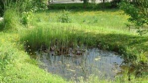 Ein kleiner Teich, umgeben von üppigem Grün und Bäumen.