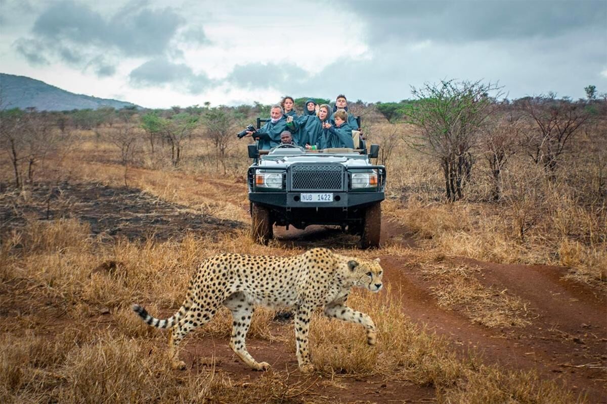 A group of people in a safari vehicle with a cheetah walking on a dirt path.