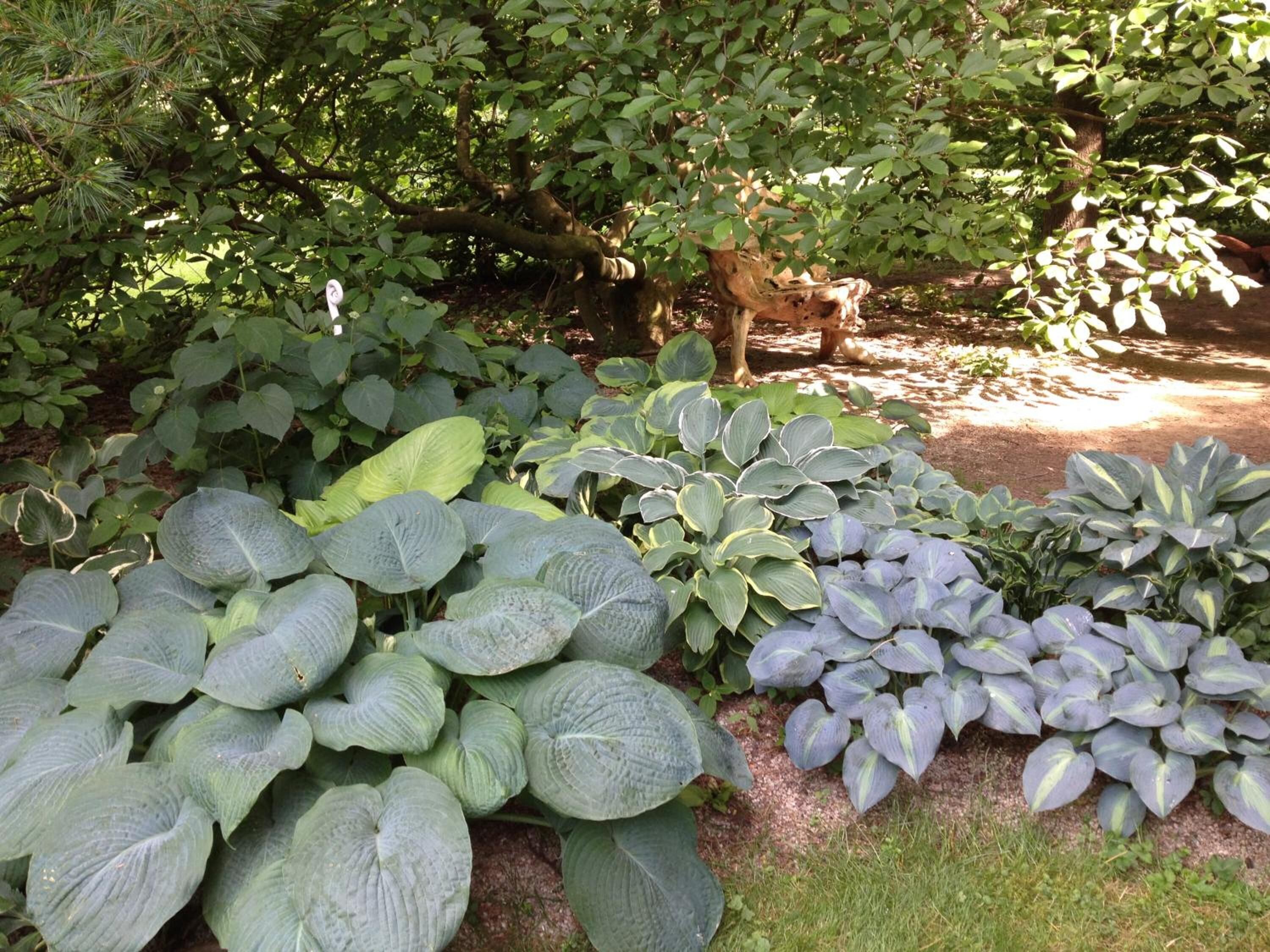Ein Garten mit verschiedenen Pflanzen, einem Baum und einer hölzernen Bank.