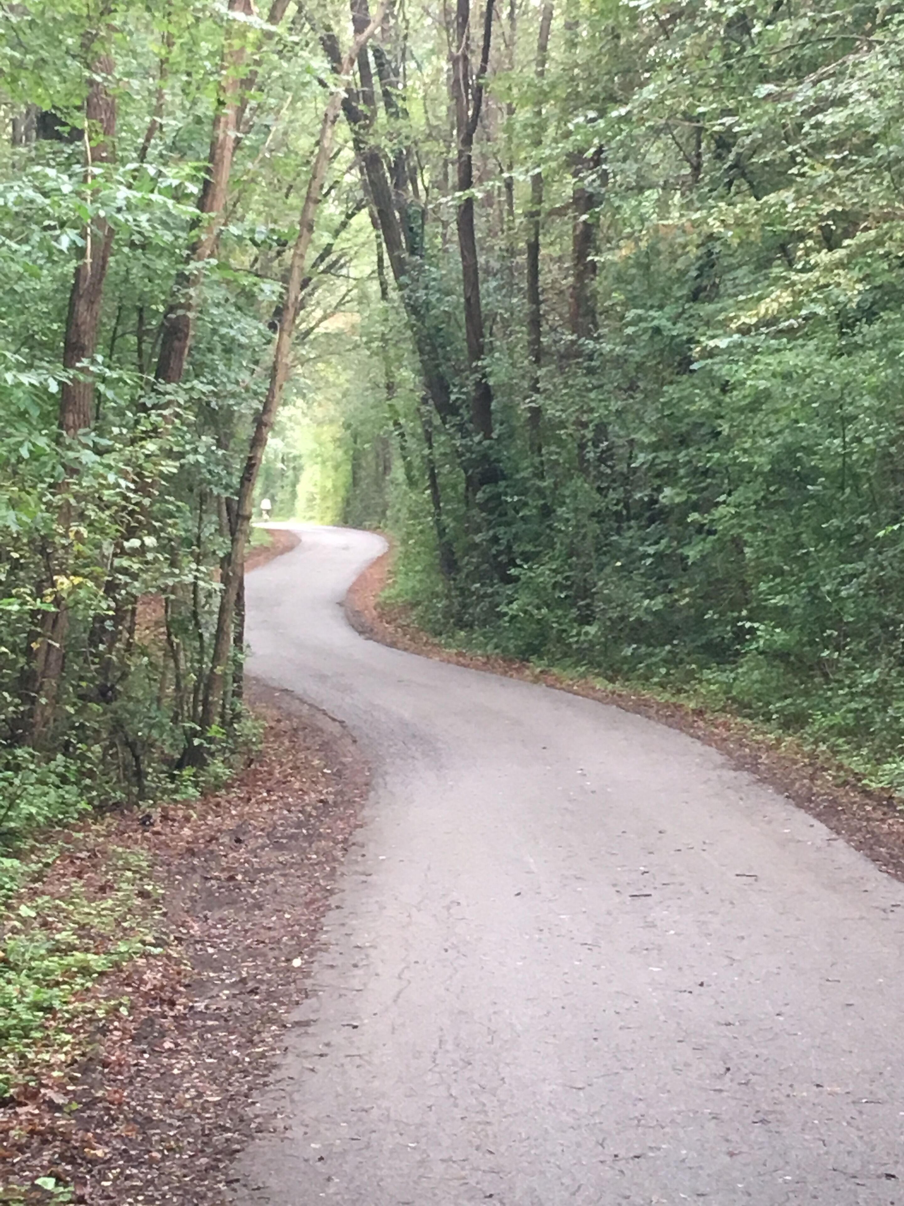A narrow, winding road surrounded by dense forest.
