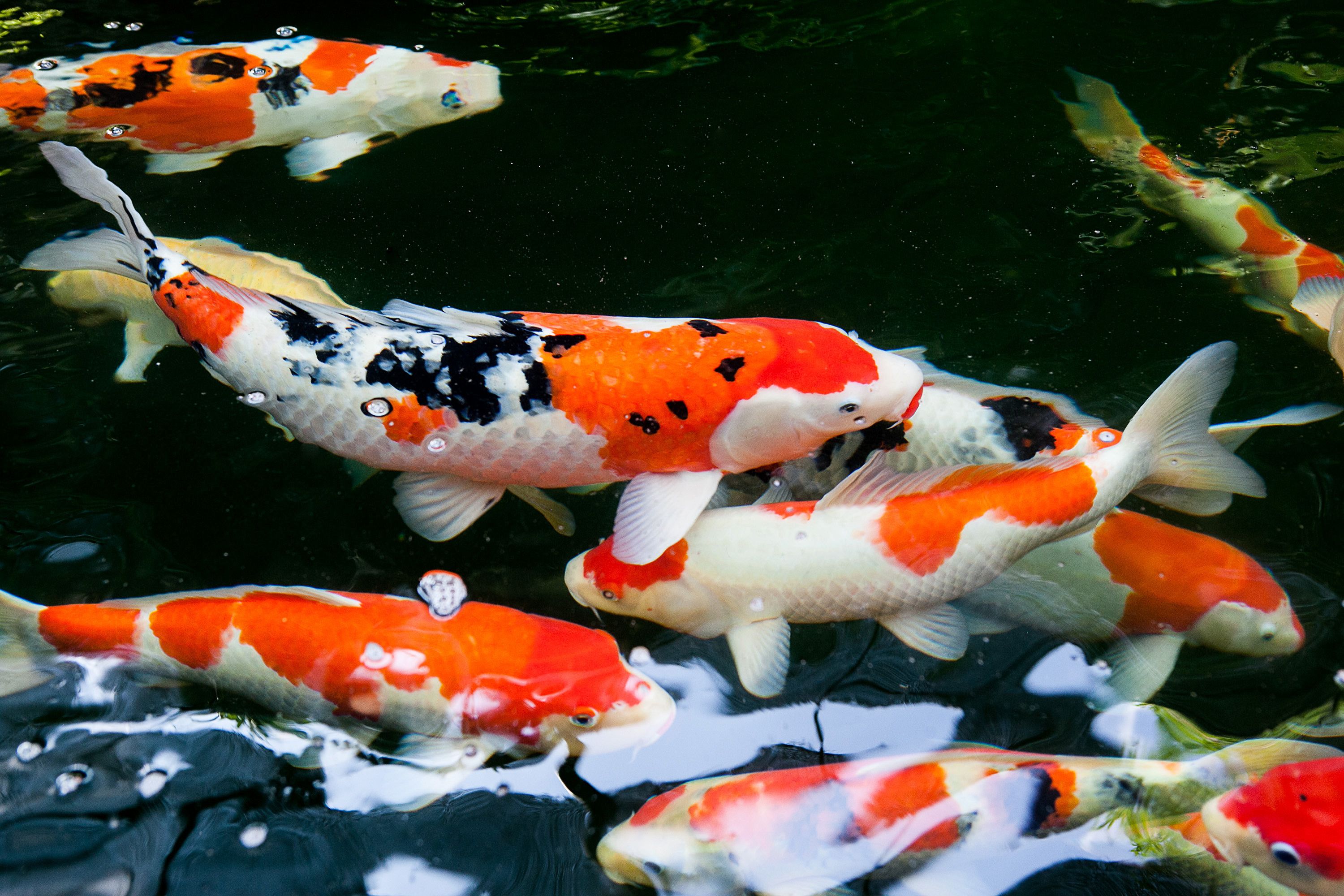 A koi pond with multiple koi fish swimming.