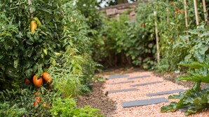 A garden path surrounded by lush green plants and tomatoes. - Chez La Rose (Juliénas)