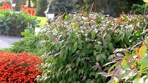 A garden with various plants and a pathway. - West Ridge Bed and Breakfast (Elizabethtown)