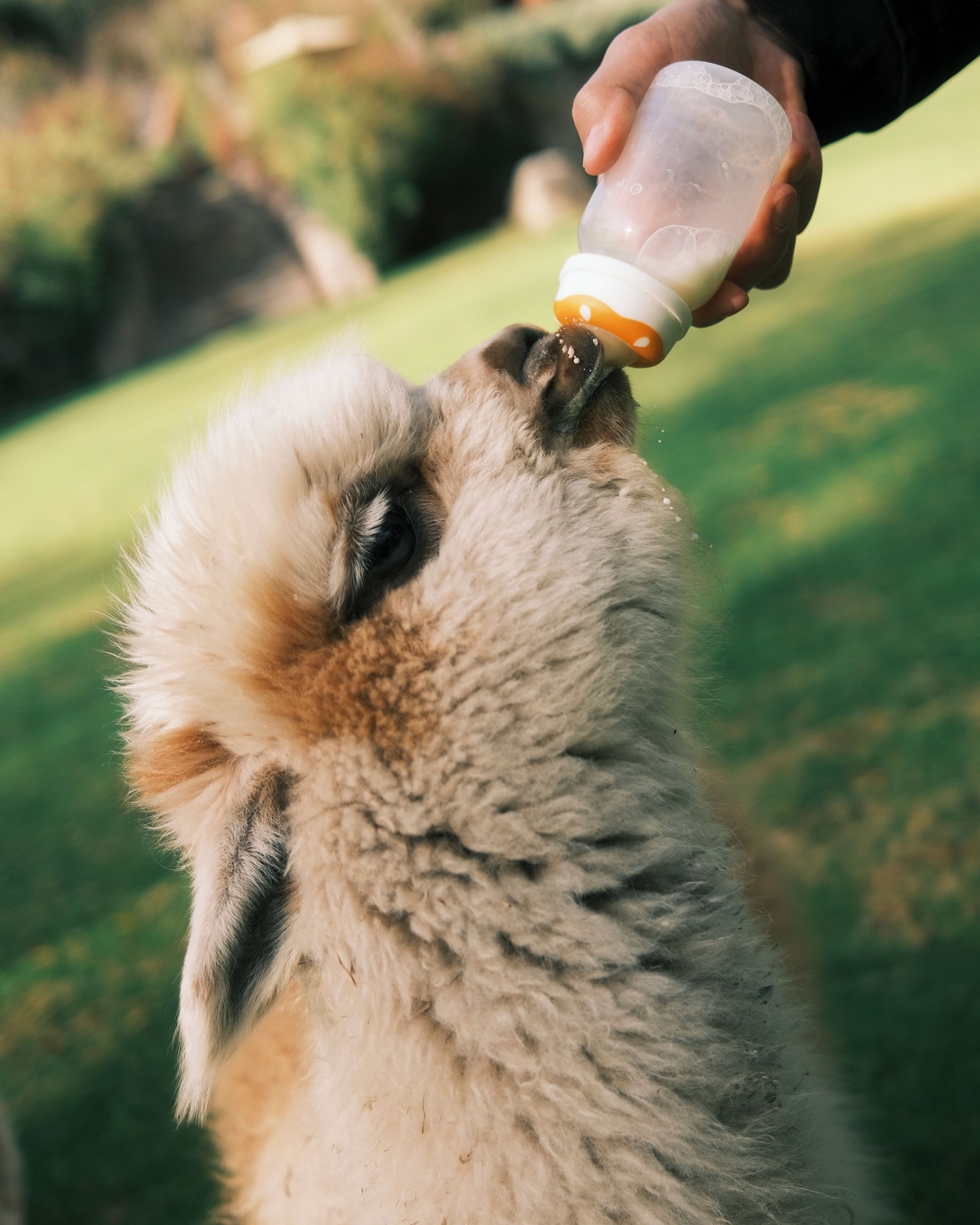 A close-up of a llama drinking from a bottle held by a person.