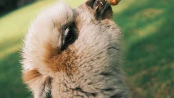 A close-up of a llama drinking from a bottle held by a person.