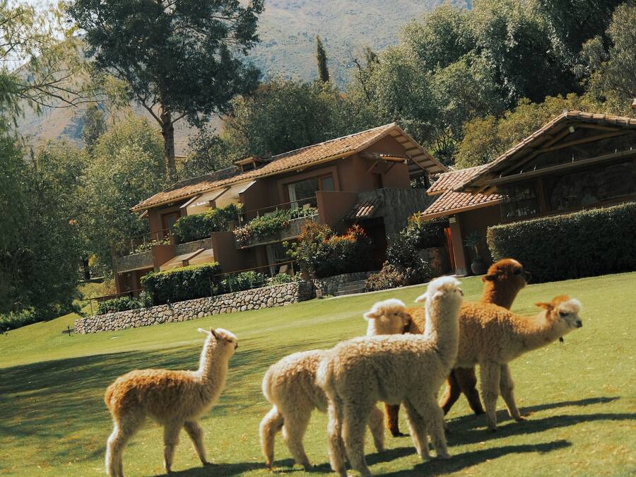 A group of alpacas on a grassy field with a house and mountains in the background.