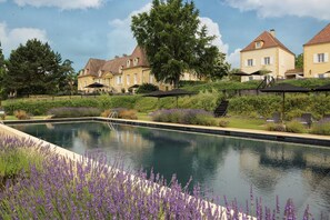 A swimming pool surrounded by lavender bushes and a row of yellow buildings with red roofs.