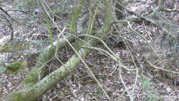 Un bosque denso con raíces y ramas de árboles entrelazadas, cubierto de hojas secas y musgo.