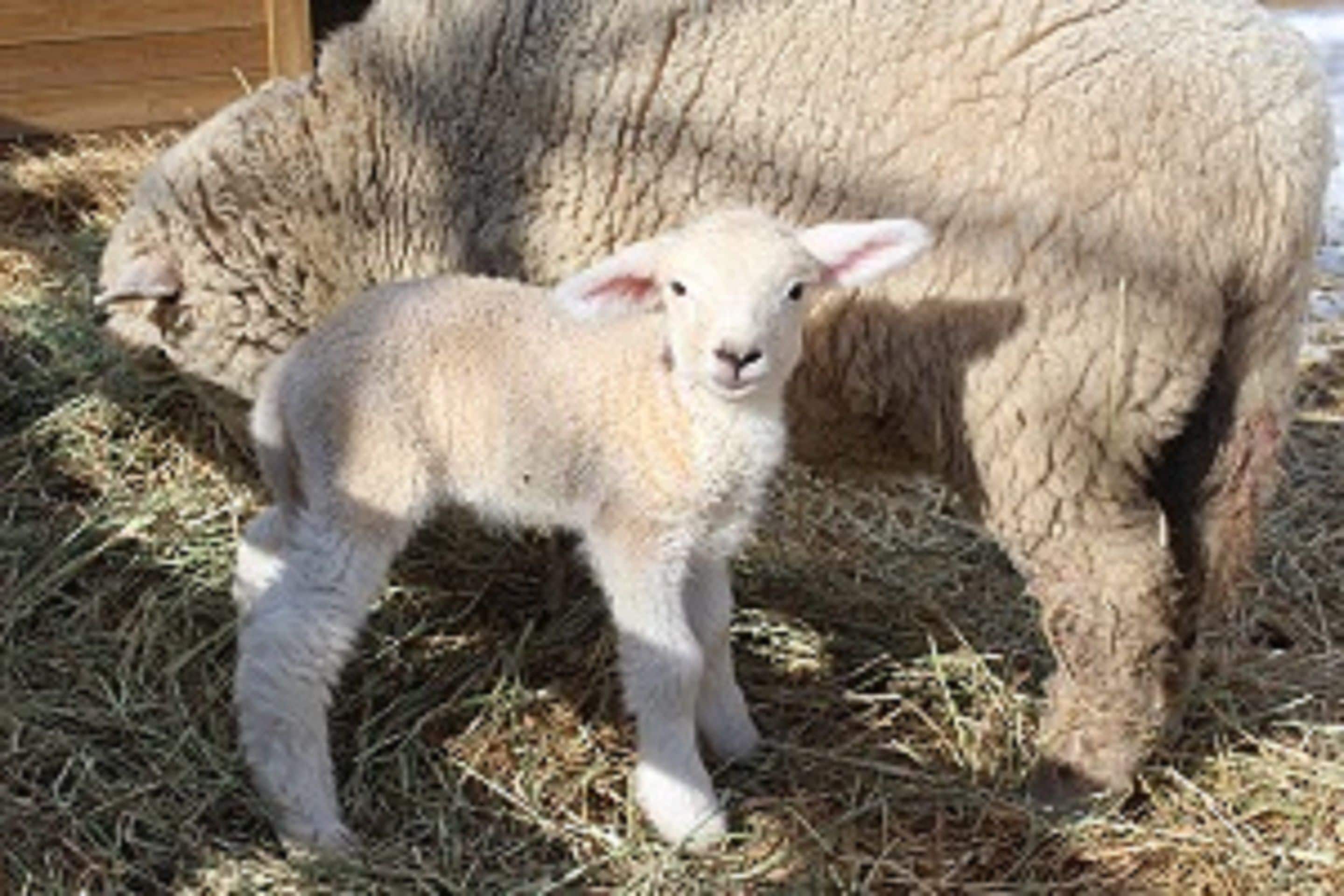 children’s activities