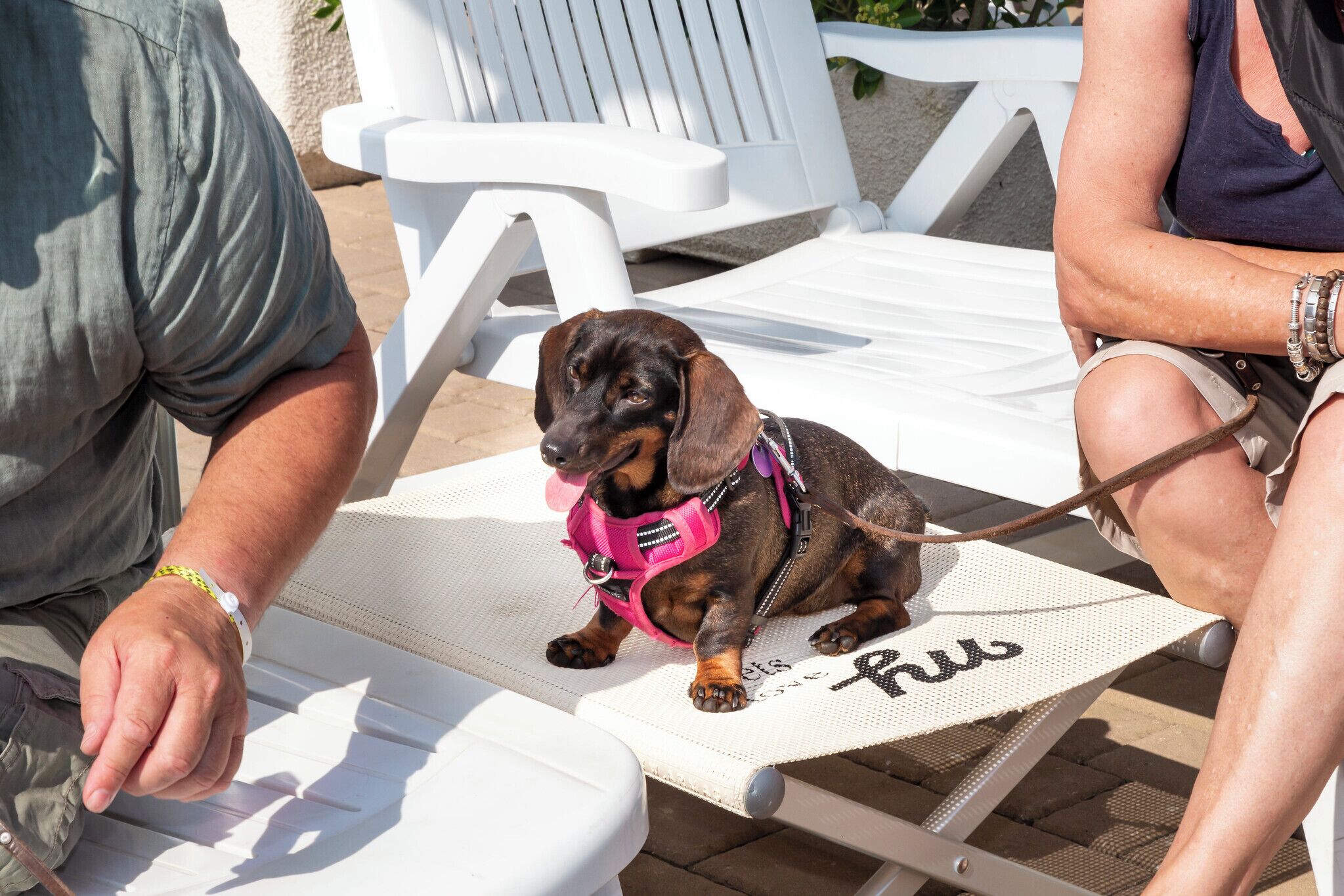 A dog sitting on a lounge chair with the word "Fur" visible on the chair.