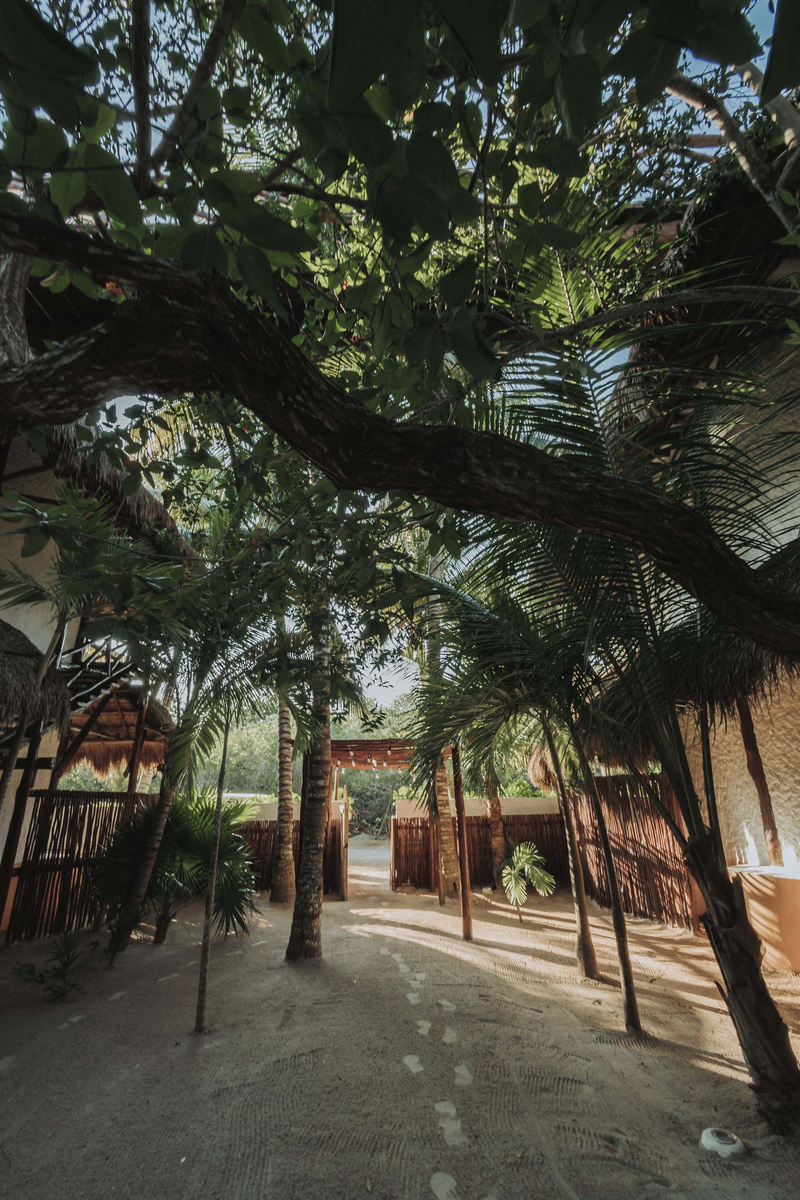 A tropical garden with palm trees and a thatched-roof structure.