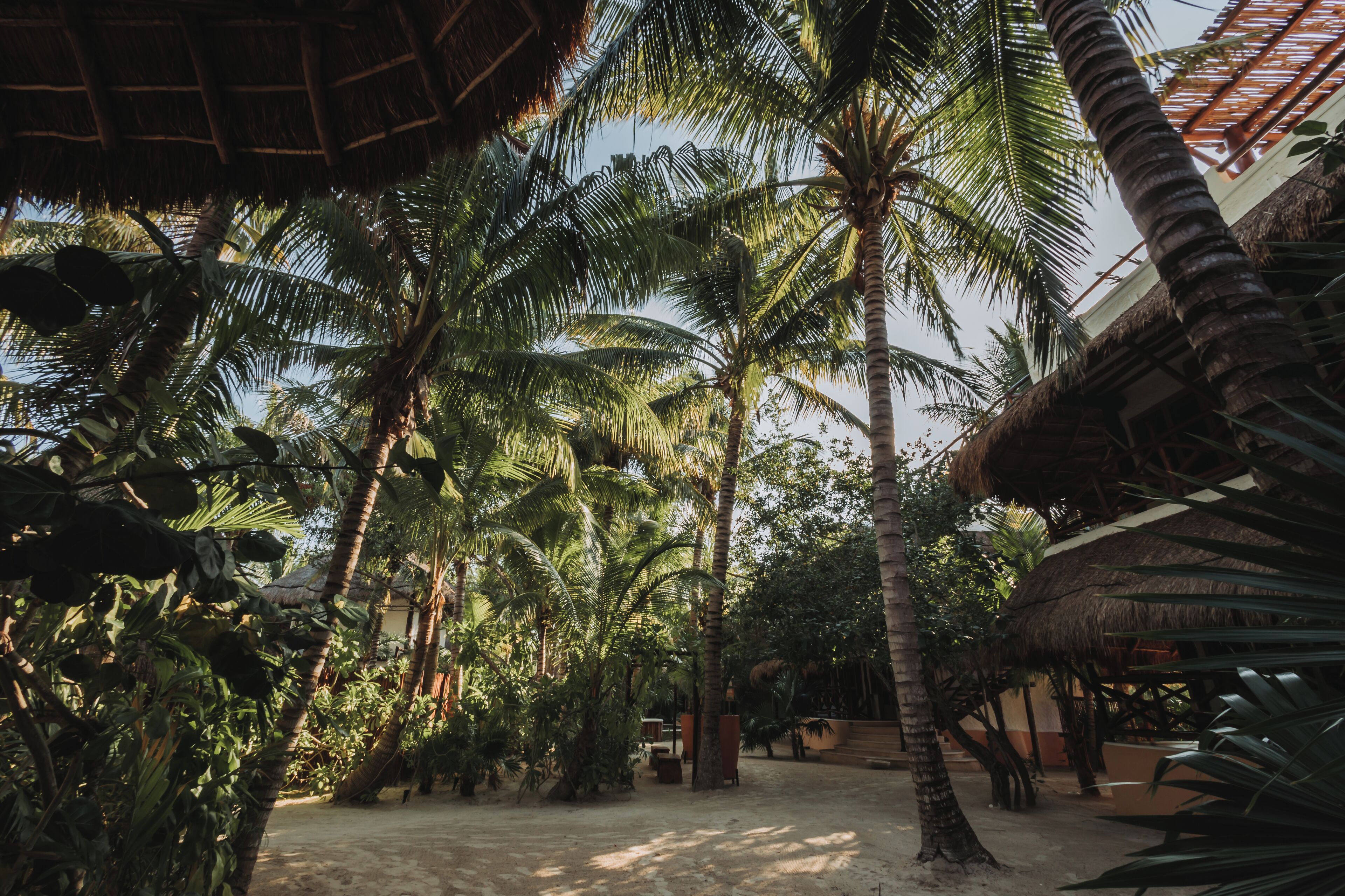 A tropical garden with palm trees and a thatched-roof structure.