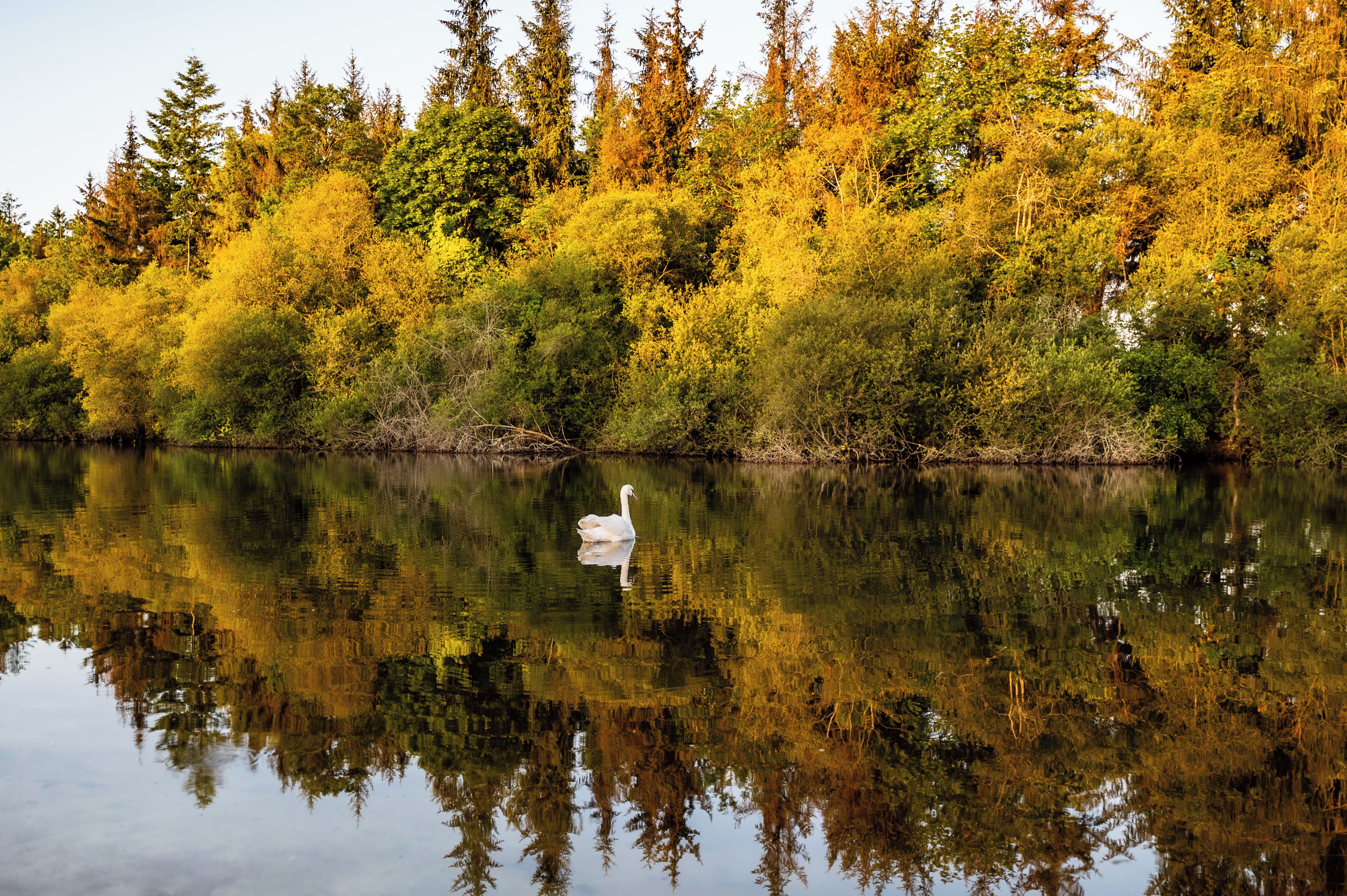 A calm lake with a swan swimming, surrounded by dense forest with autumn foliage.