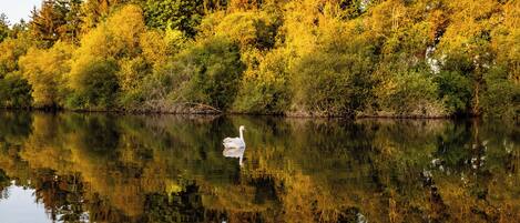 A calm lake with a swan swimming, surrounded by dense forest with autumn foliage.
