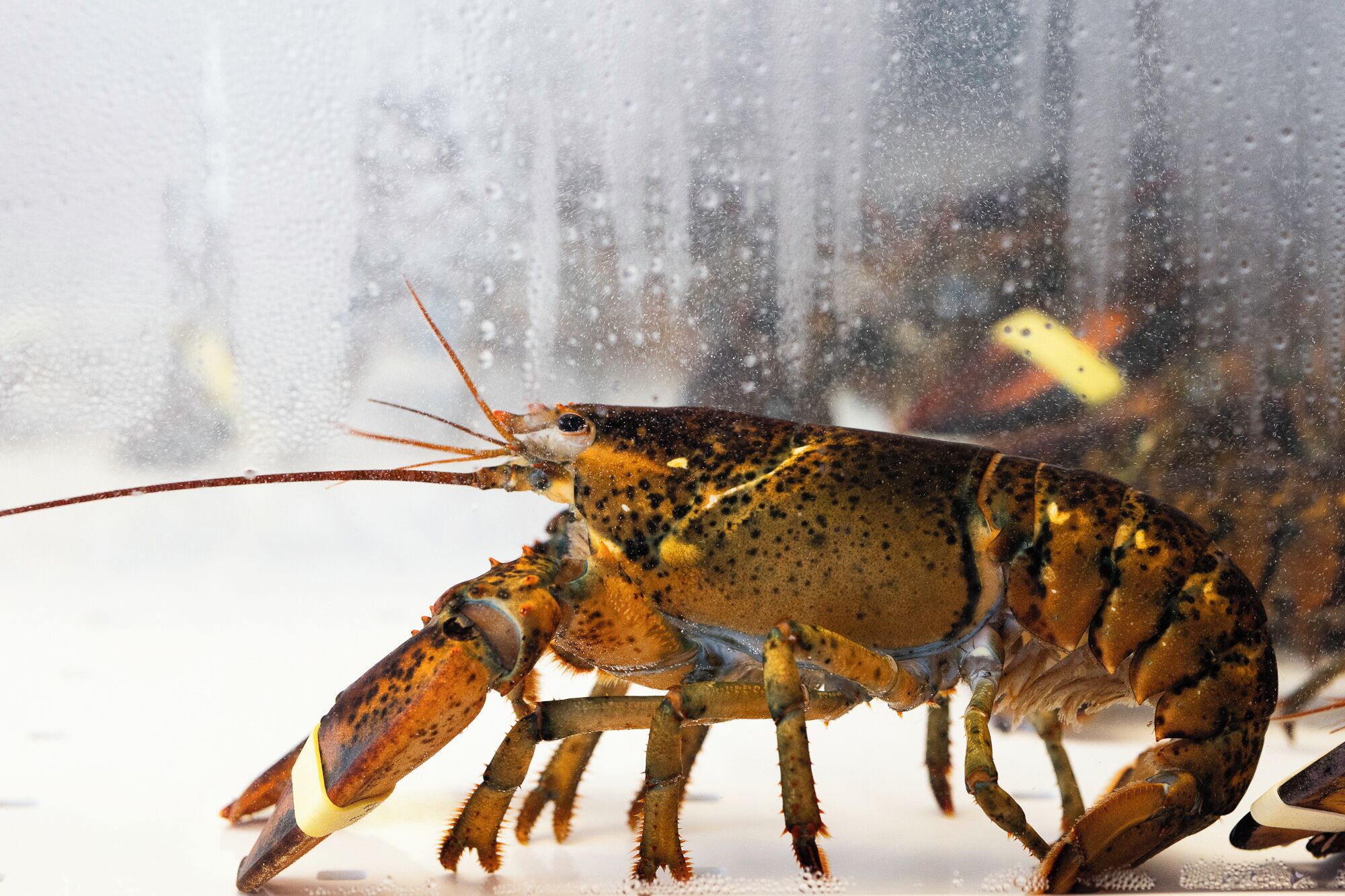 A lobster with a brown and yellow mottled exoskeleton, positioned on a white surface with a blurred background.