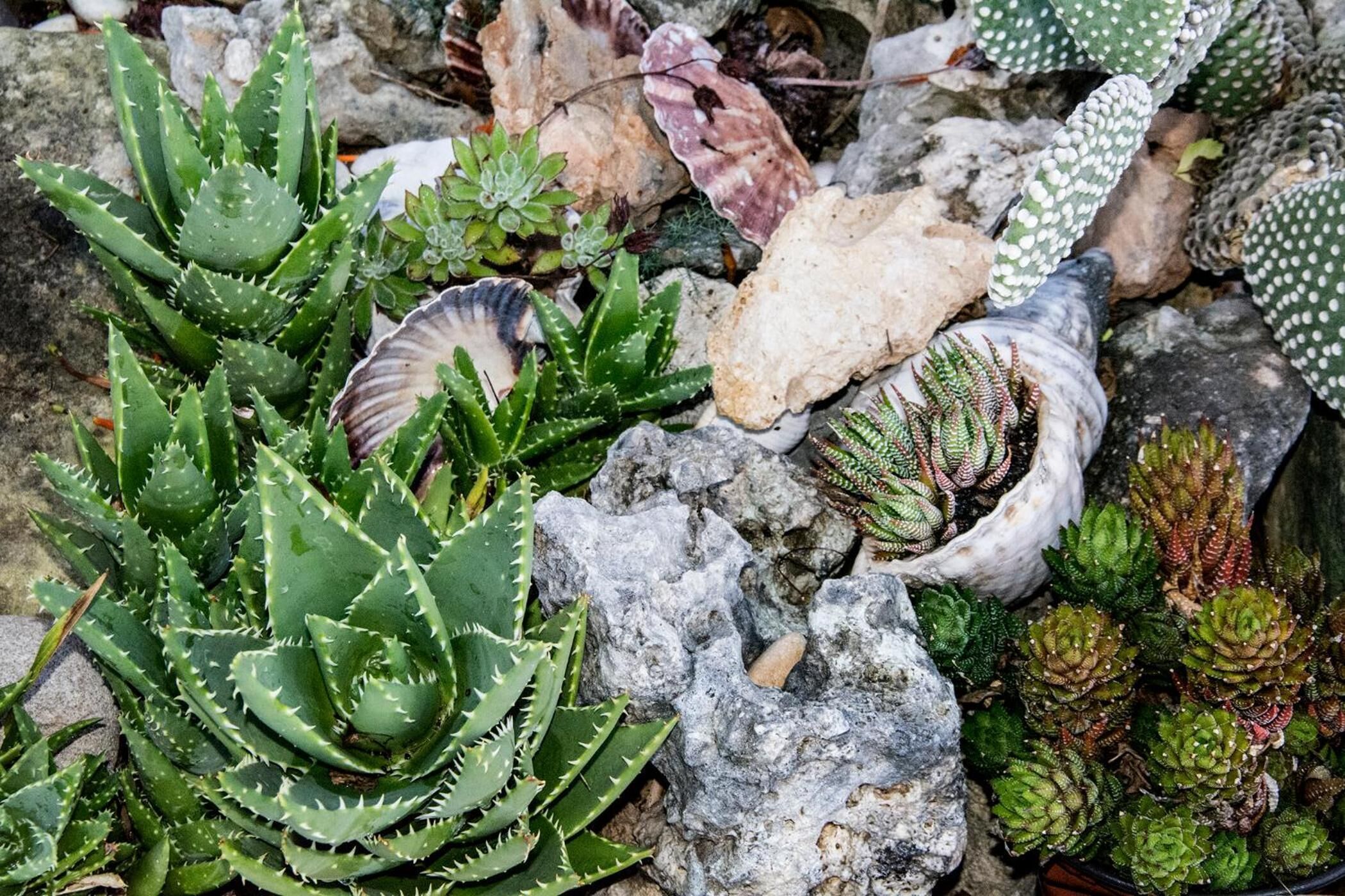 A variety of succulents and cacti in a rocky garden setting.
