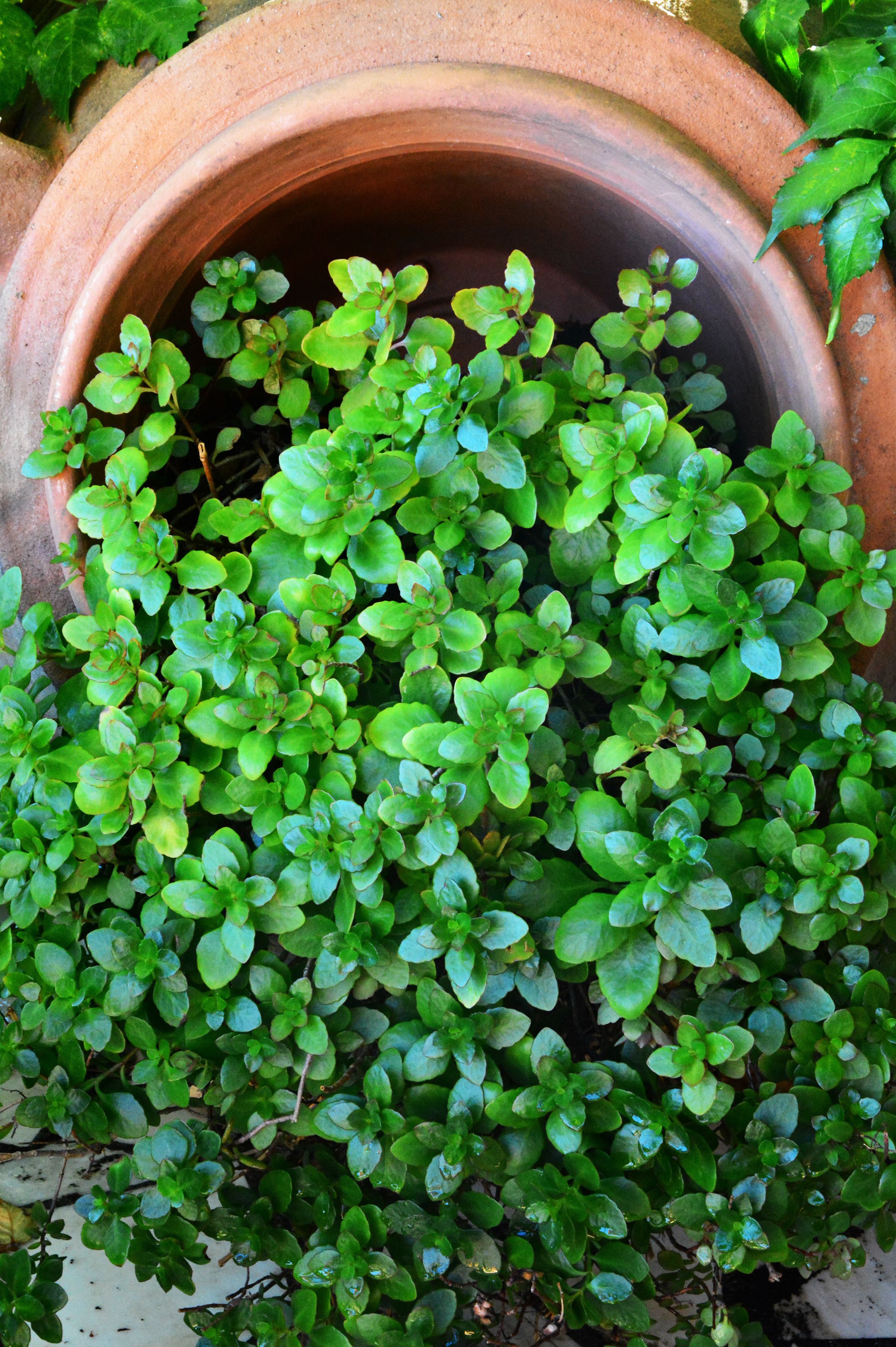 Un pot en terre cuite rempli d’un feuillage vert et luxuriant.