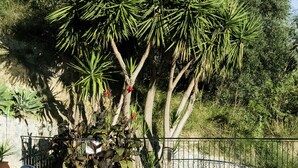 A swimming pool with a metal ladder, surrounded by lush greenery and trees. - Alkion (Apokoronas)