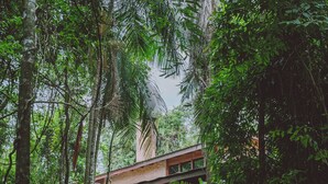 A wooden pathway leading to a building surrounded by dense tropical foliage. - La Aldea de la Selva Lodge (Puerto Iguazú)