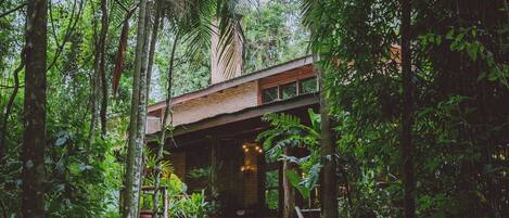 Un sendero de madera que conduce a un edificio rodeado de densa vegetación tropical.