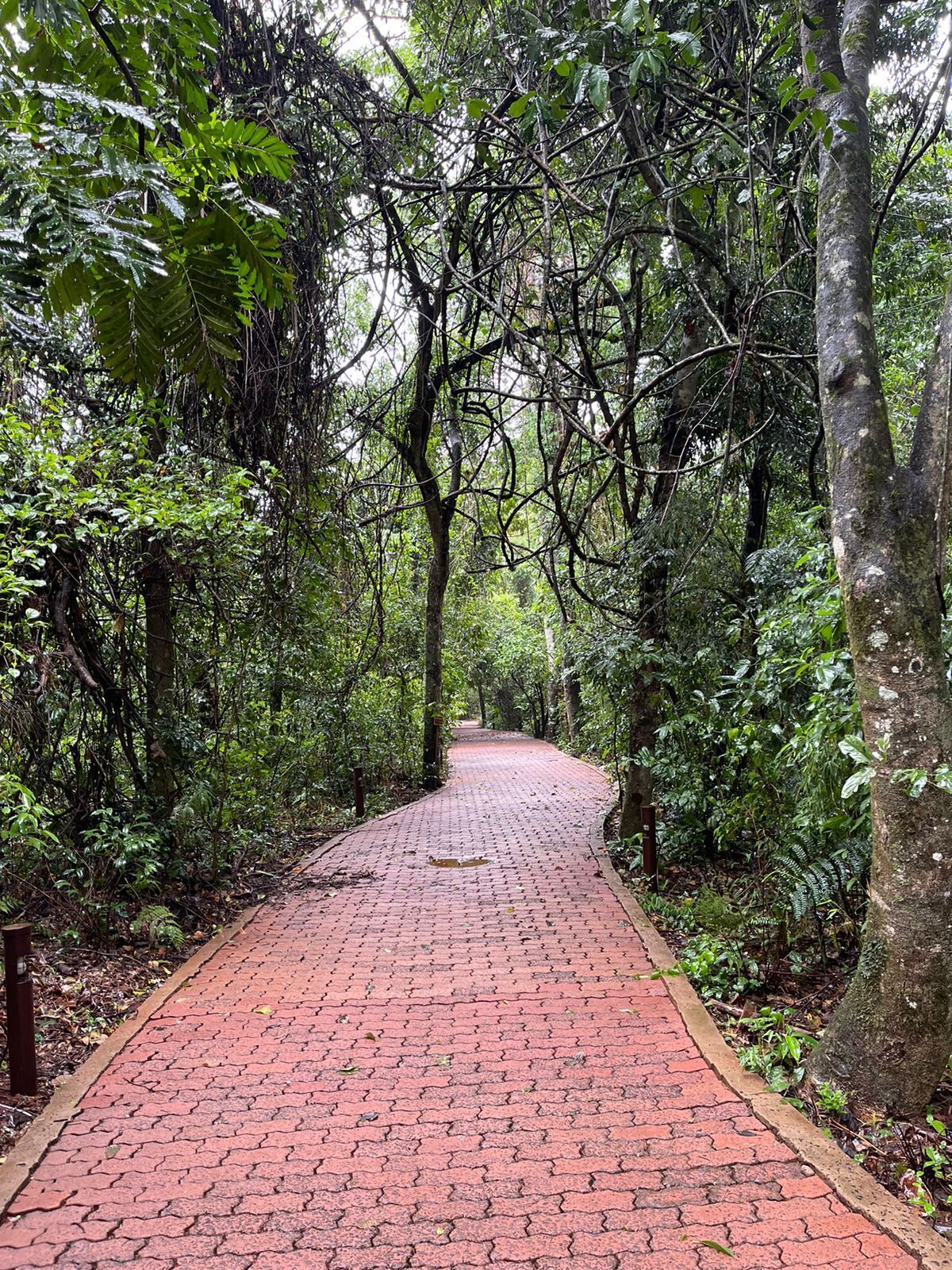 A paved pathway through a dense forest with trees on both sides.