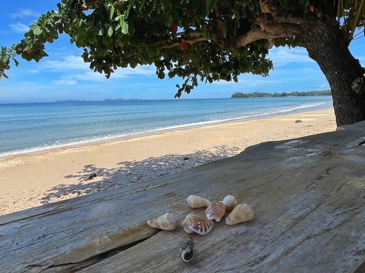 A beach scene with a wooden bench and seashells.