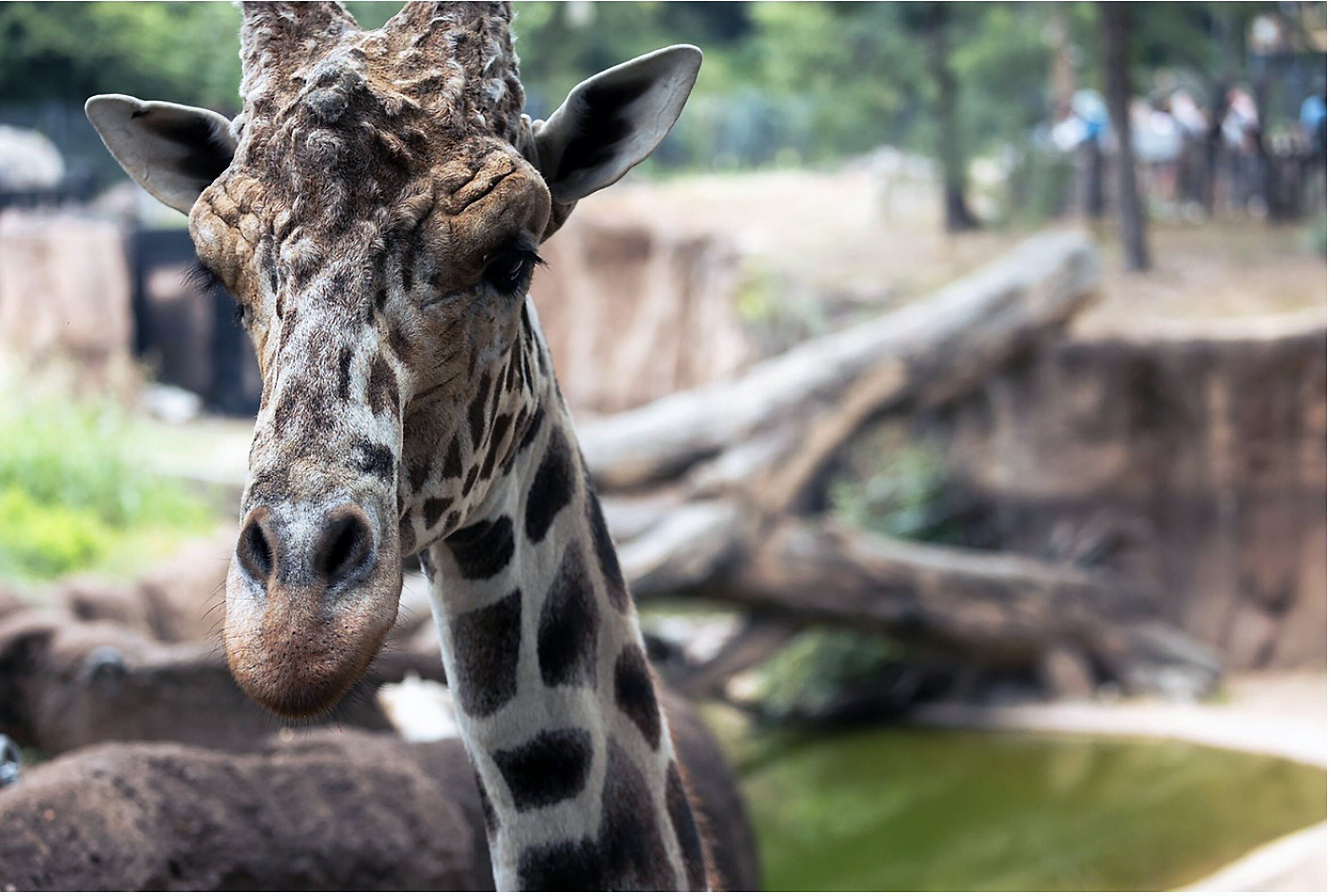 A giraffe with a patterned coat and a visible ear.