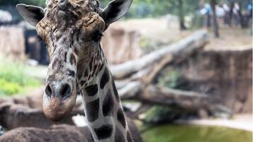 A giraffe with a patterned coat and a visible ear.