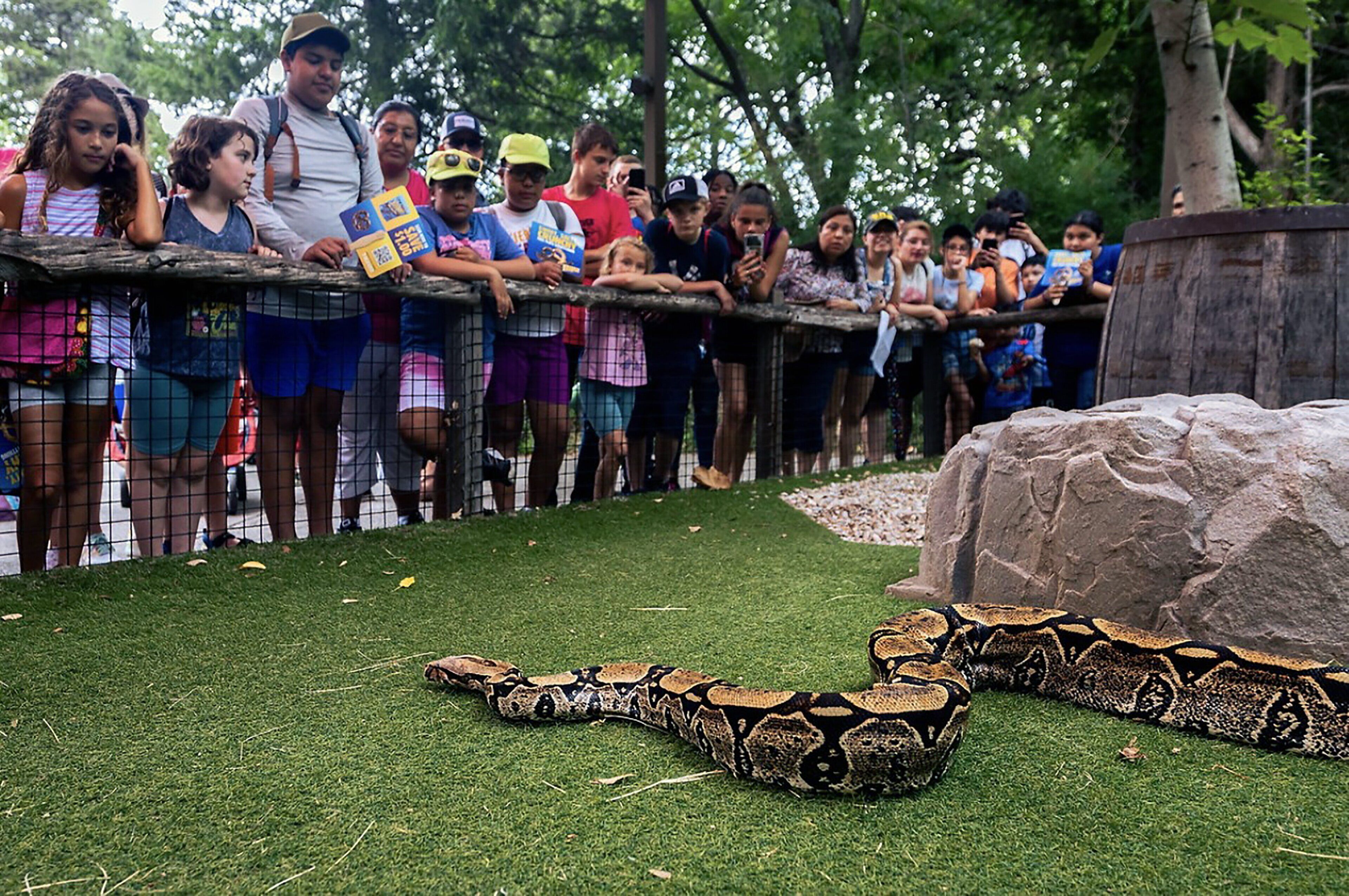 A group of people observing a snake enclosure at a zoo.